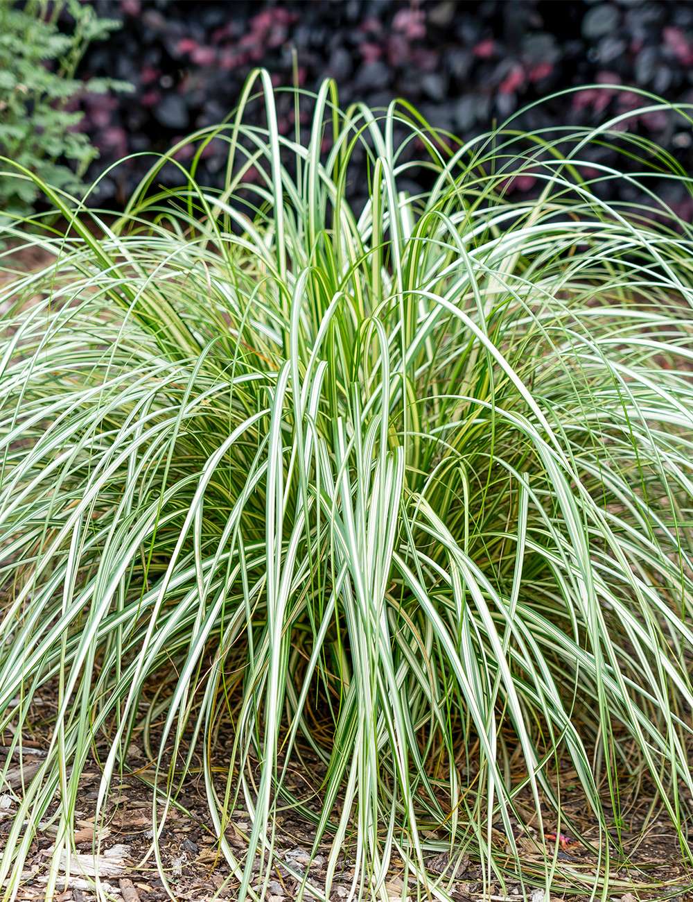 Carex 'Moon Fall'