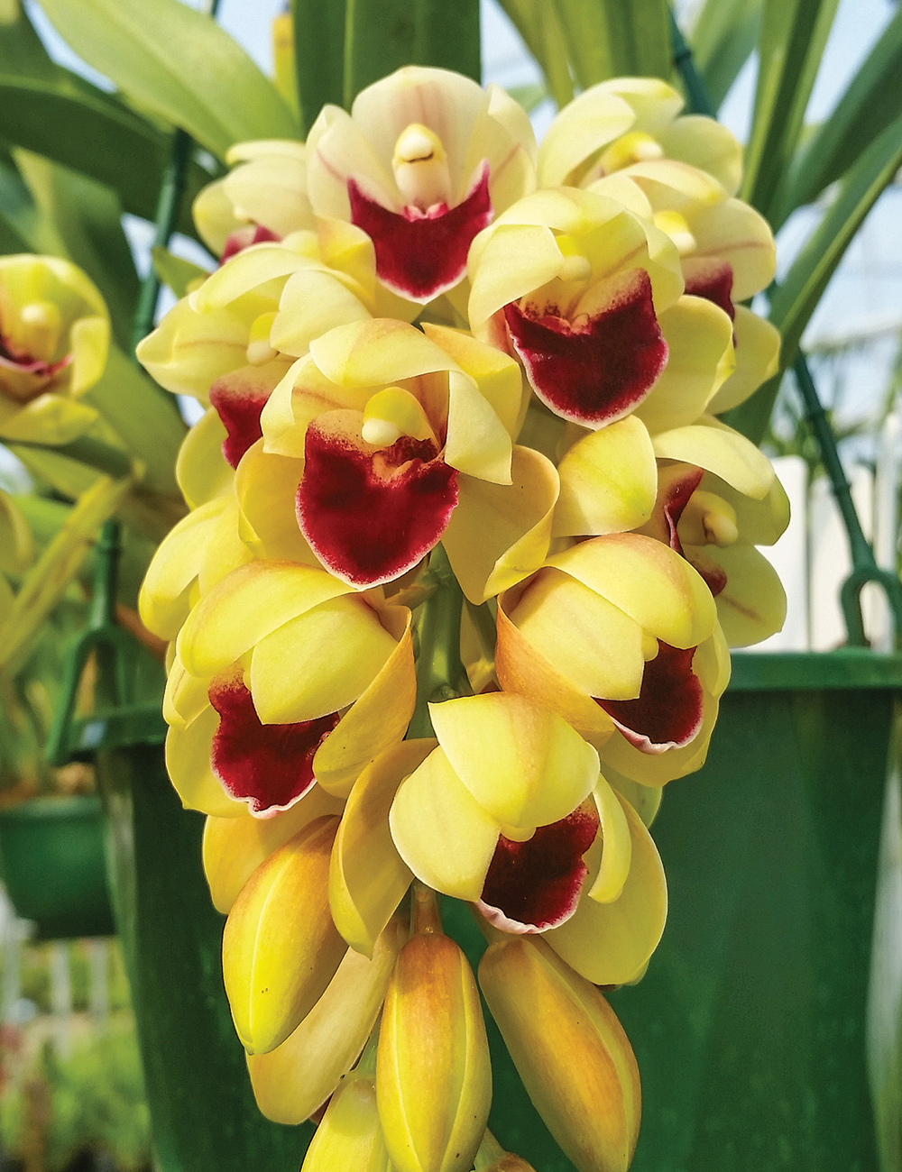 Cymbidium Orchid Mary Green 'Bonanza'