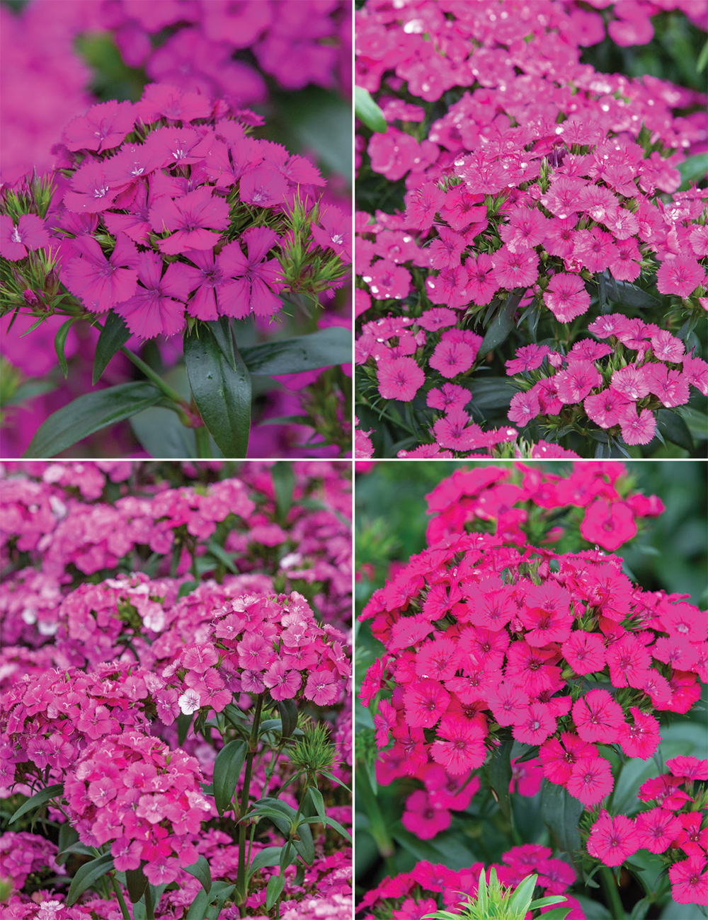 Dianthus Jolt Series Collection