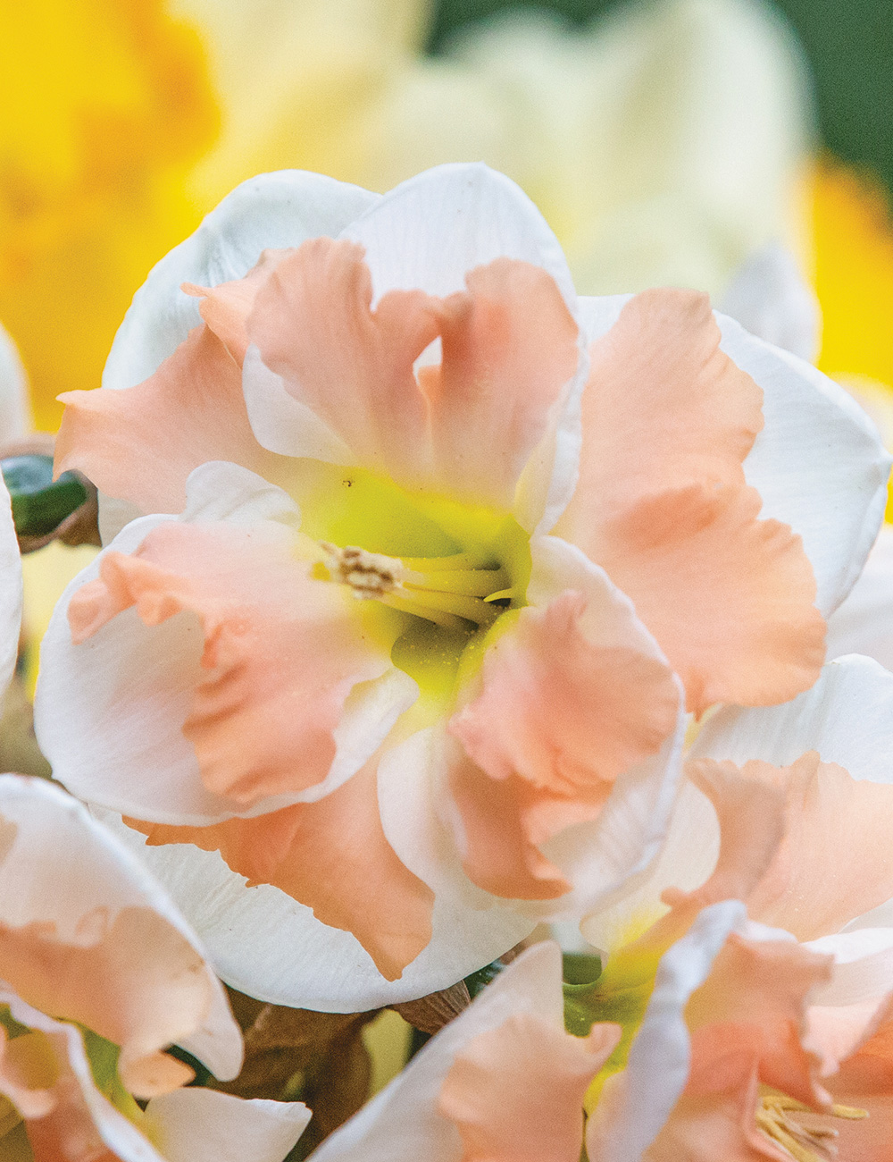 Butterfly Daffodil 'Cum Laude'