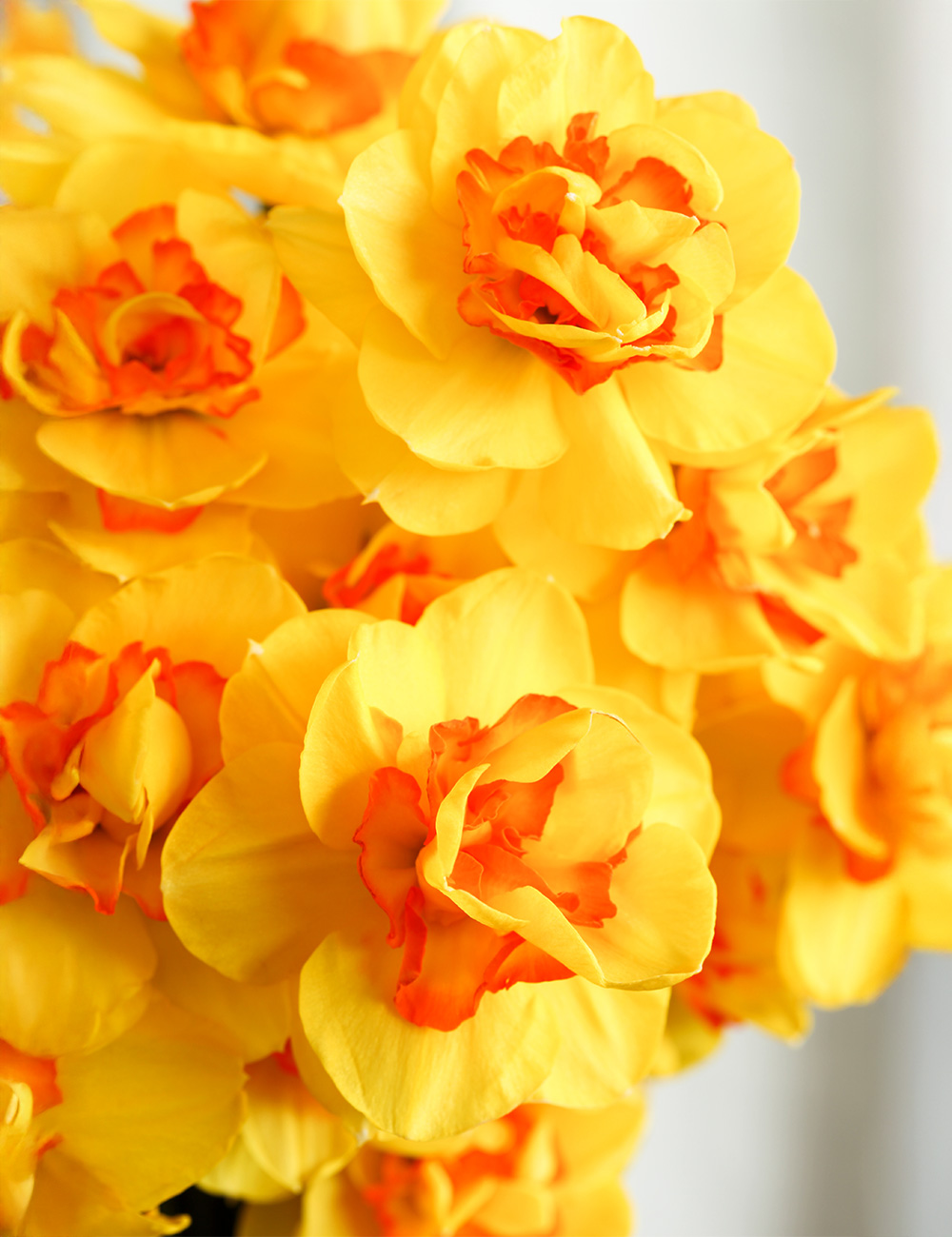 Double Daffodil 'Tamar Fire'