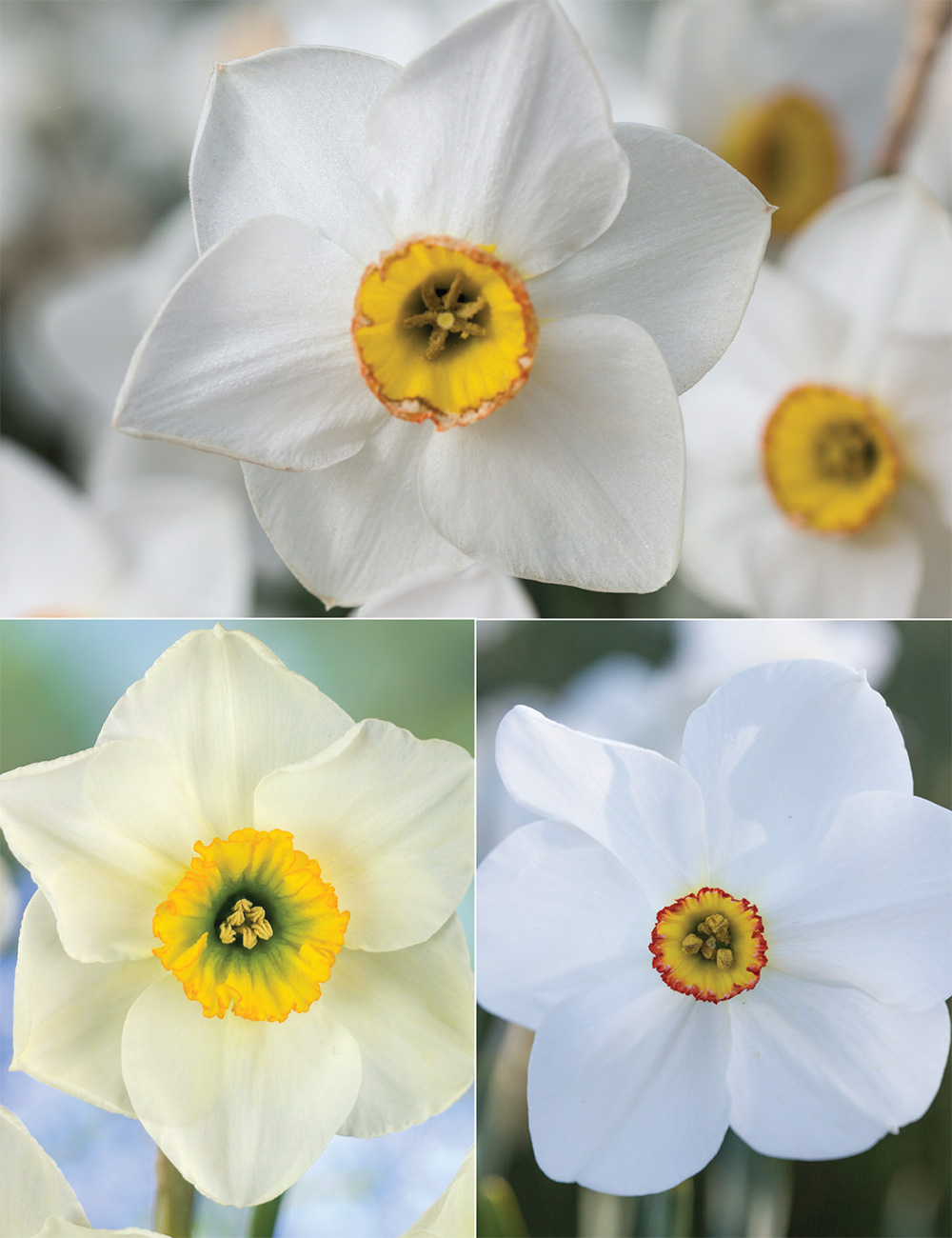 Pheasant's Eye Daffodils Collection