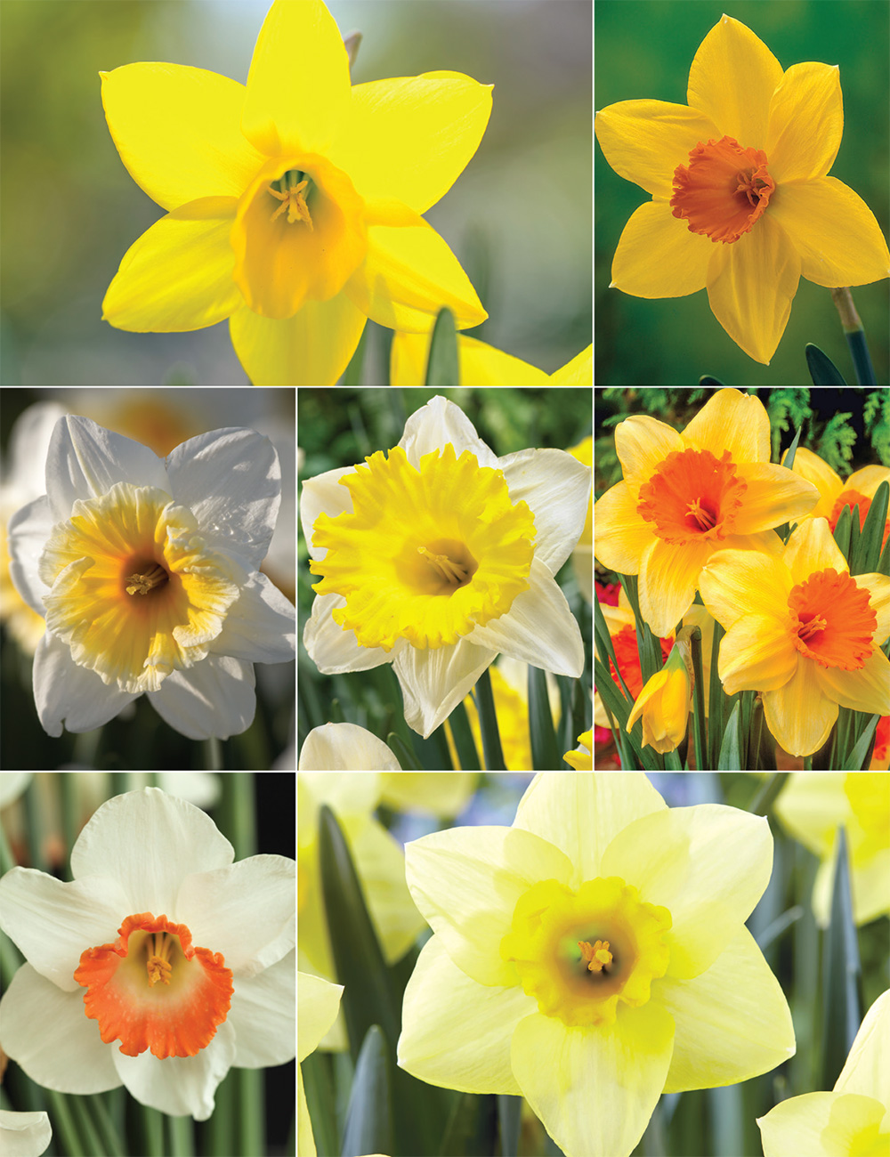 Garden Daffodils -Tried and Tested Collection