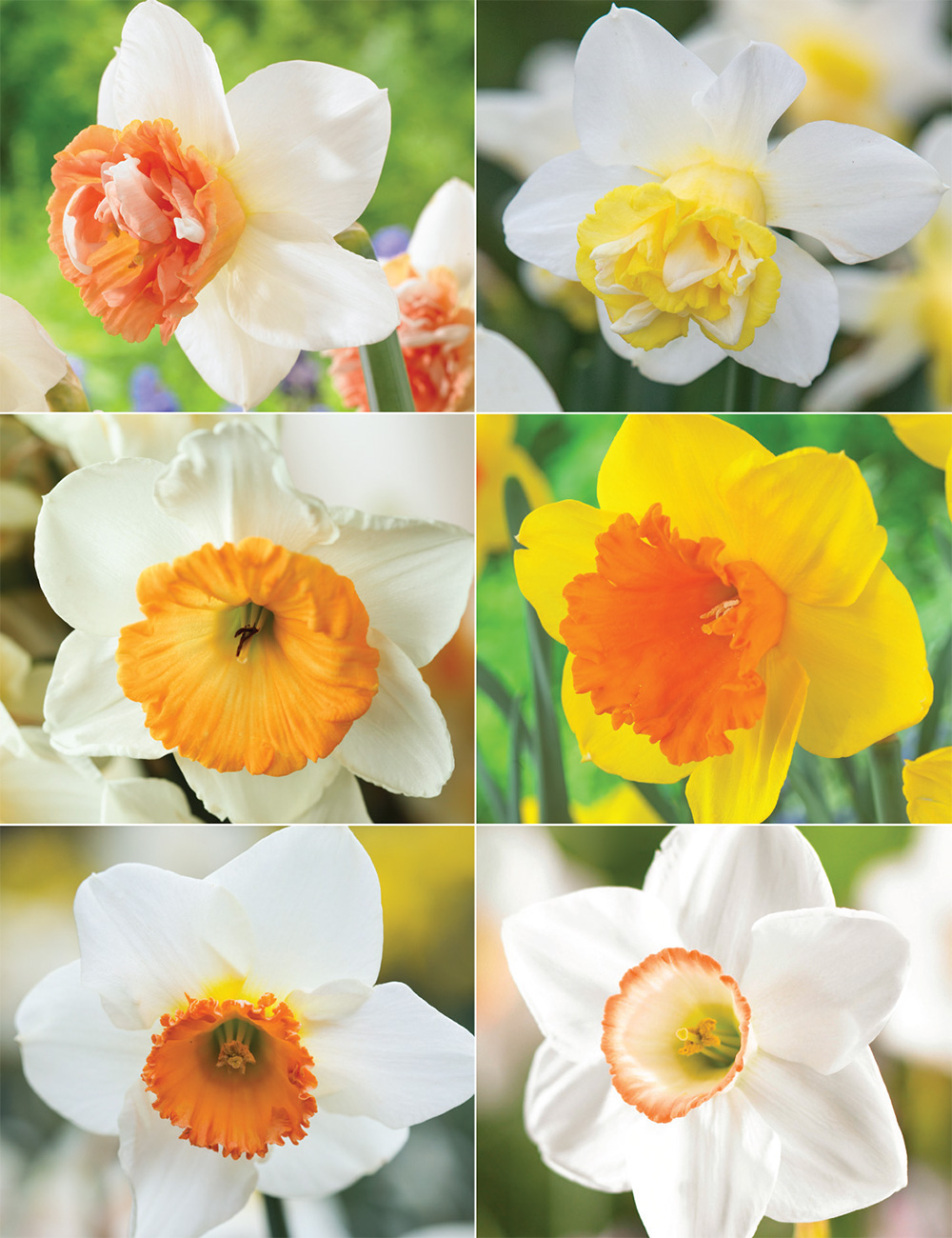 Our Top 12 Daffodils Collection No1
