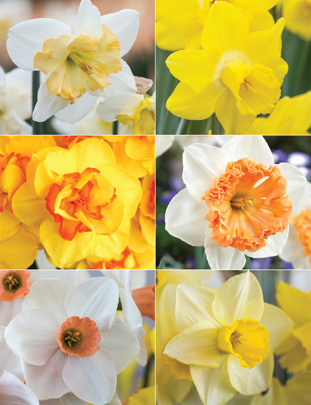 Our Top 12 Daffodils Collection No2