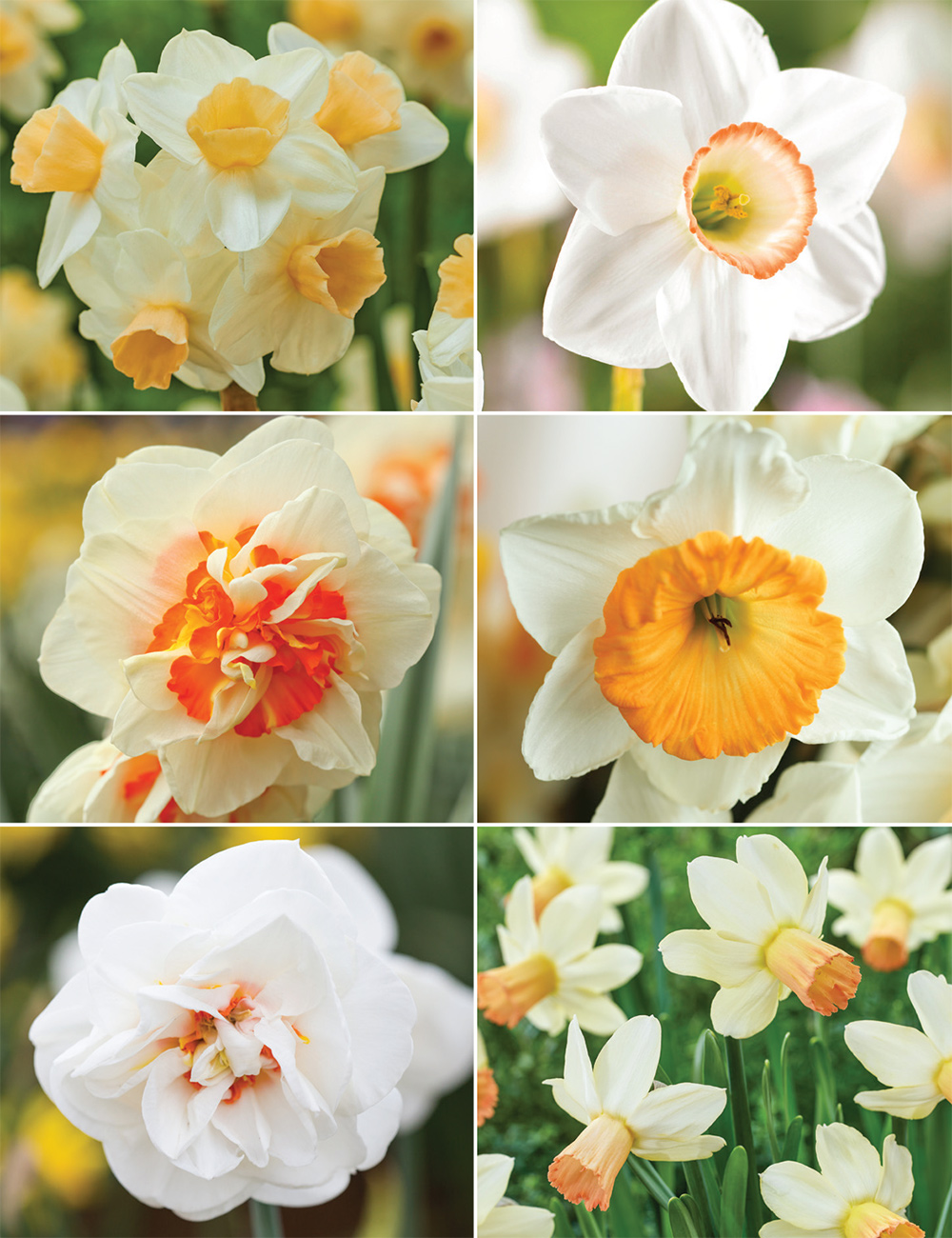 Exquisite Daffodils Collection