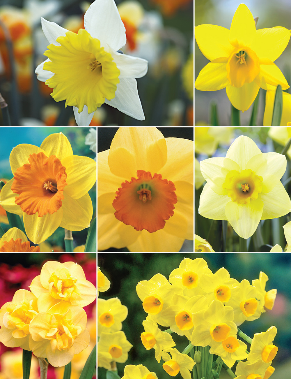 Value Daffodils Collection