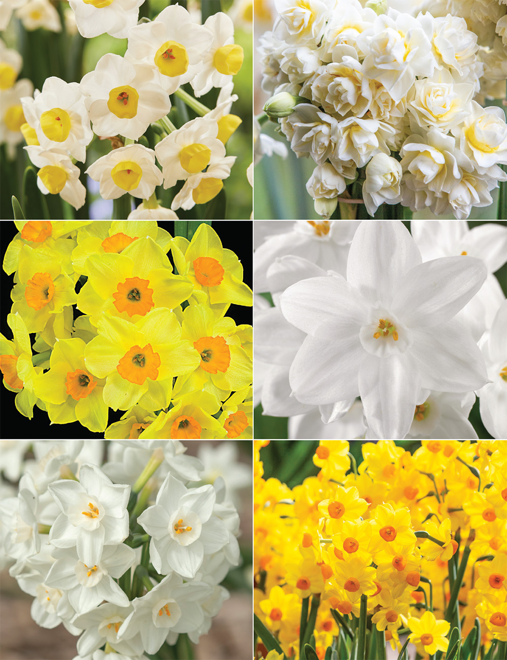 Scented Daffodils Collection