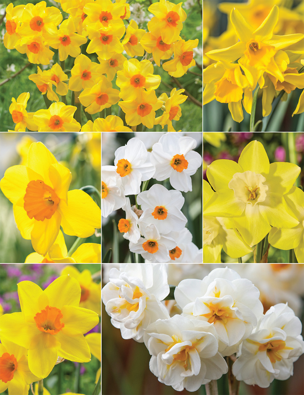 Scented Happy Daffodils Collection