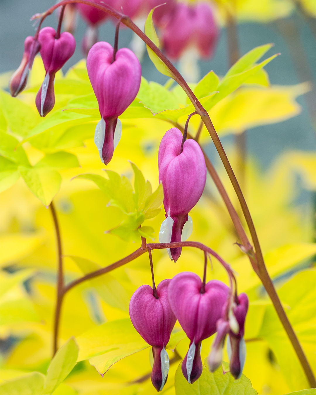 Dicentra 'Gold Heart'