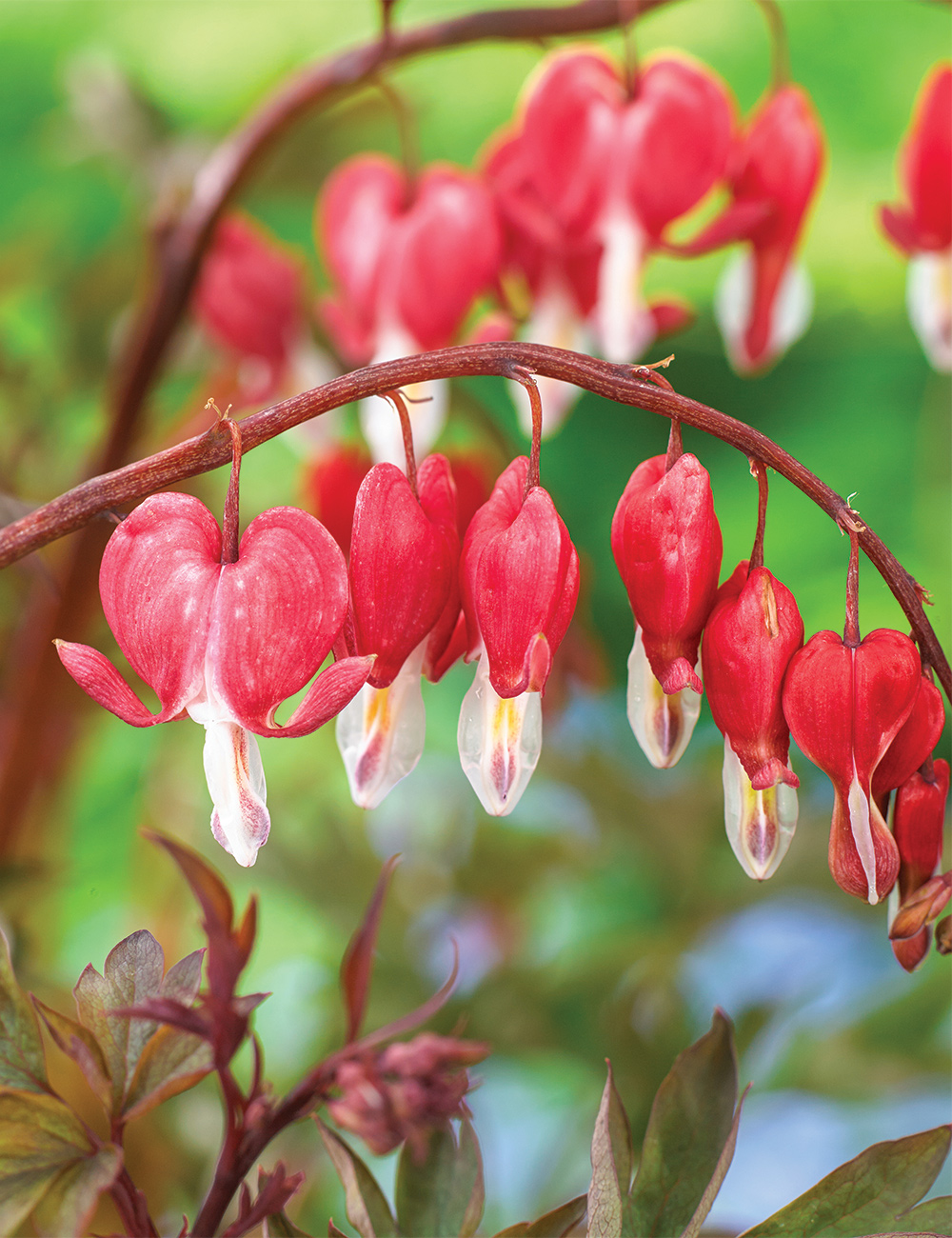 Bleeding Heart 'Valentine'