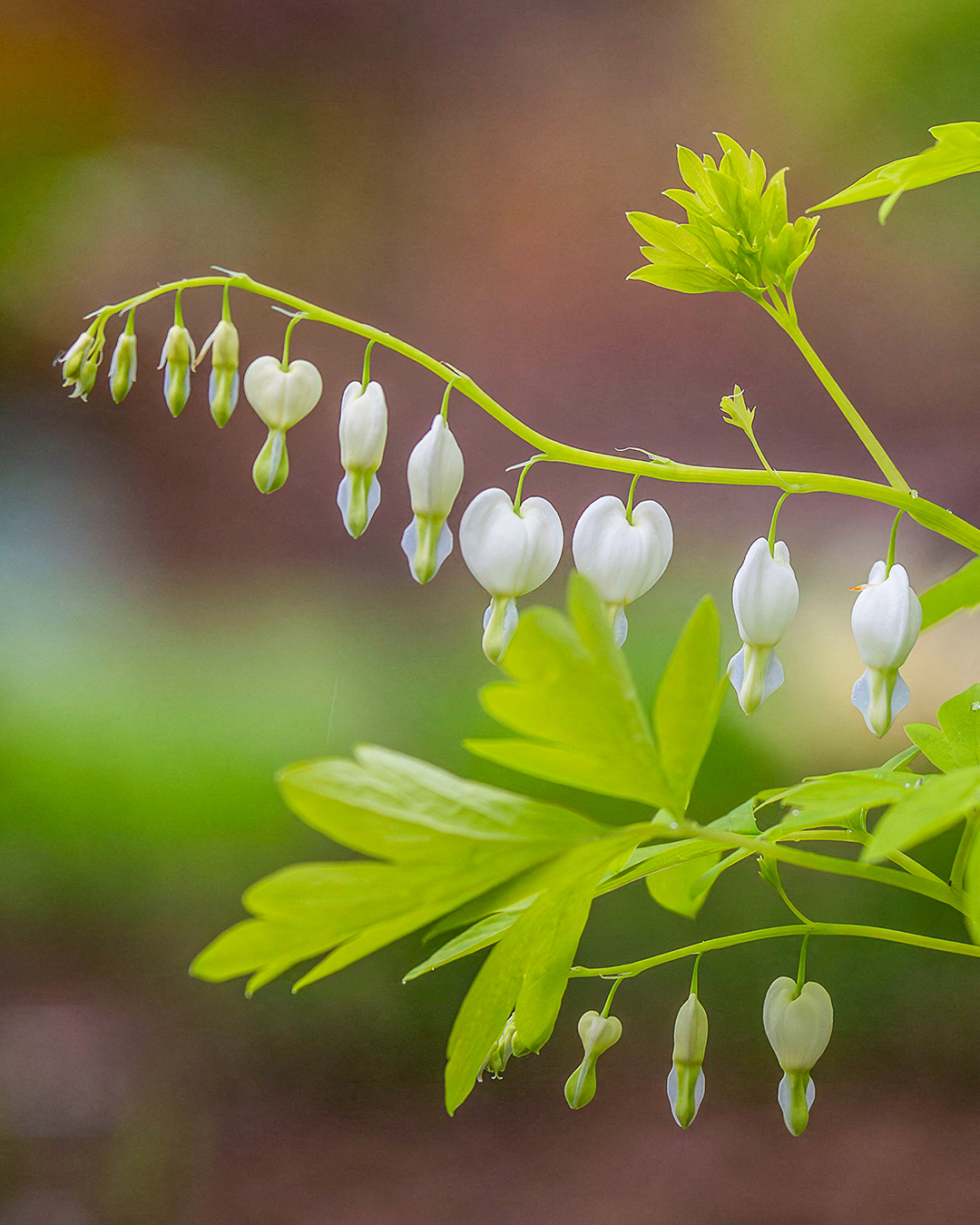 Dicentra 'White Gold'