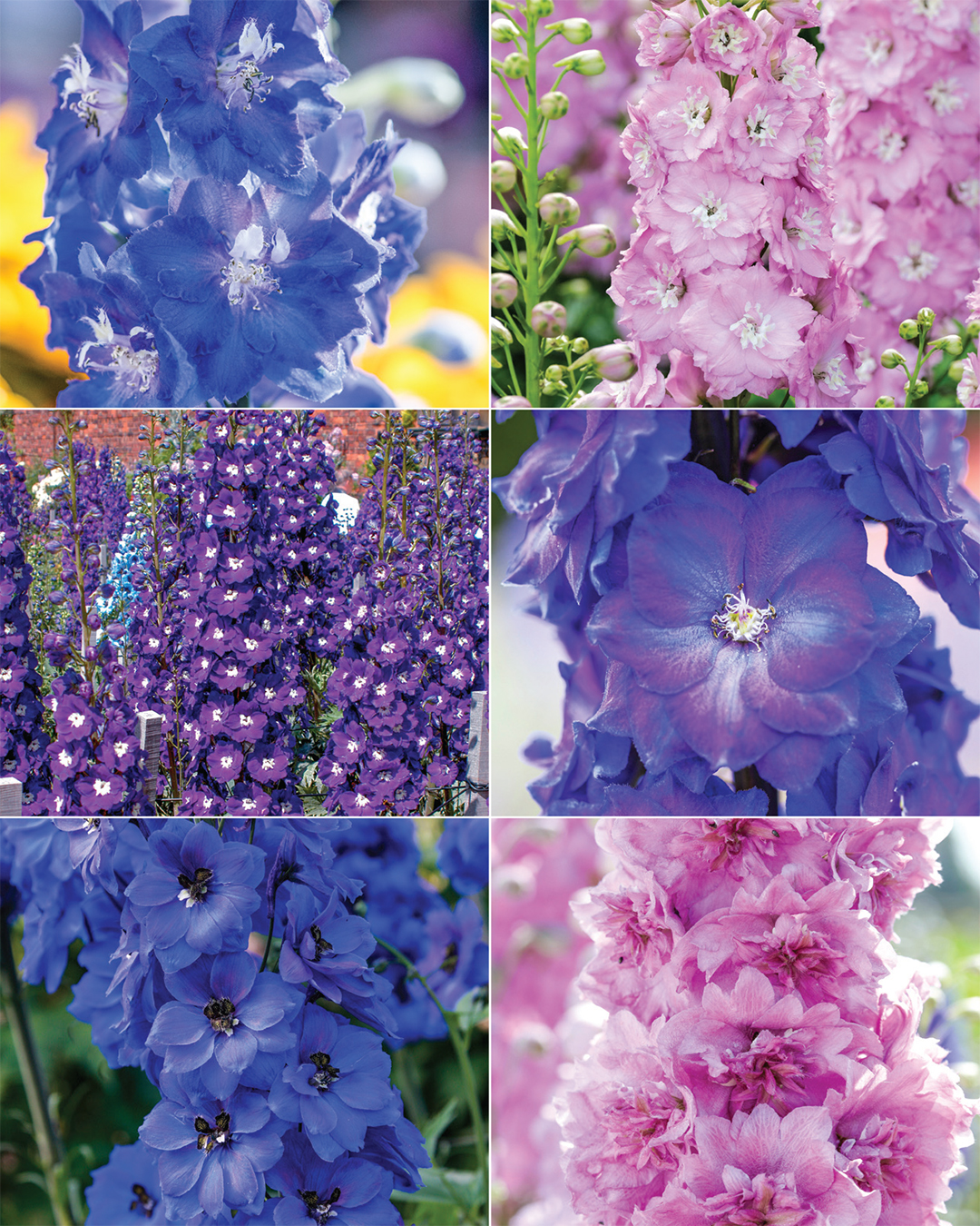 Dowdeswell Delphiniums Collection