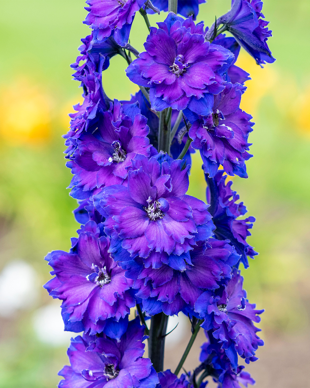 Dowdeswell Delphinium 'Pagan Purples'