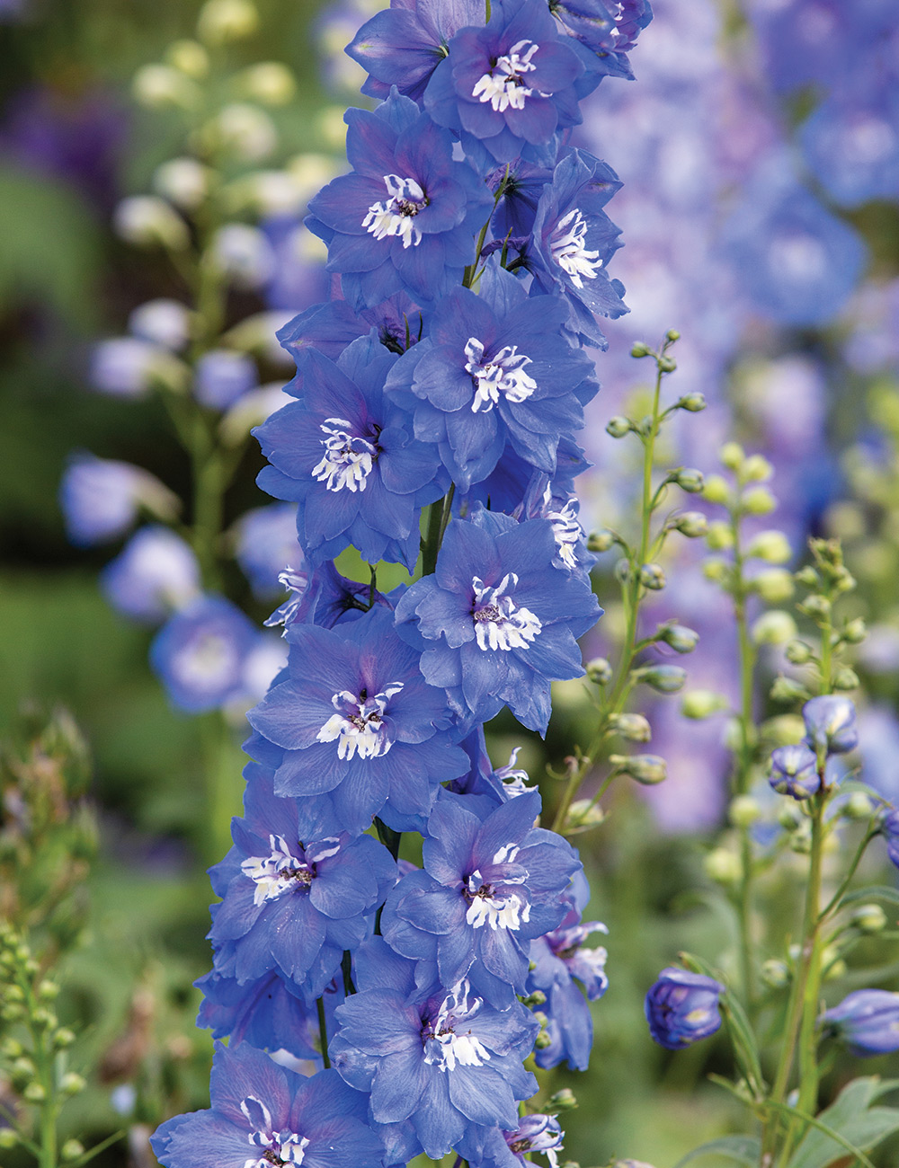 Dowdeswell Delphinium 'Royal Aspirations'