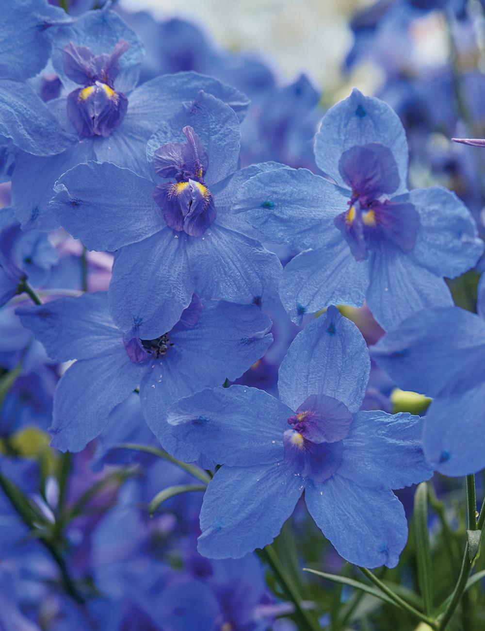 Chinese Delphinium 'Hunky Dory Blue'