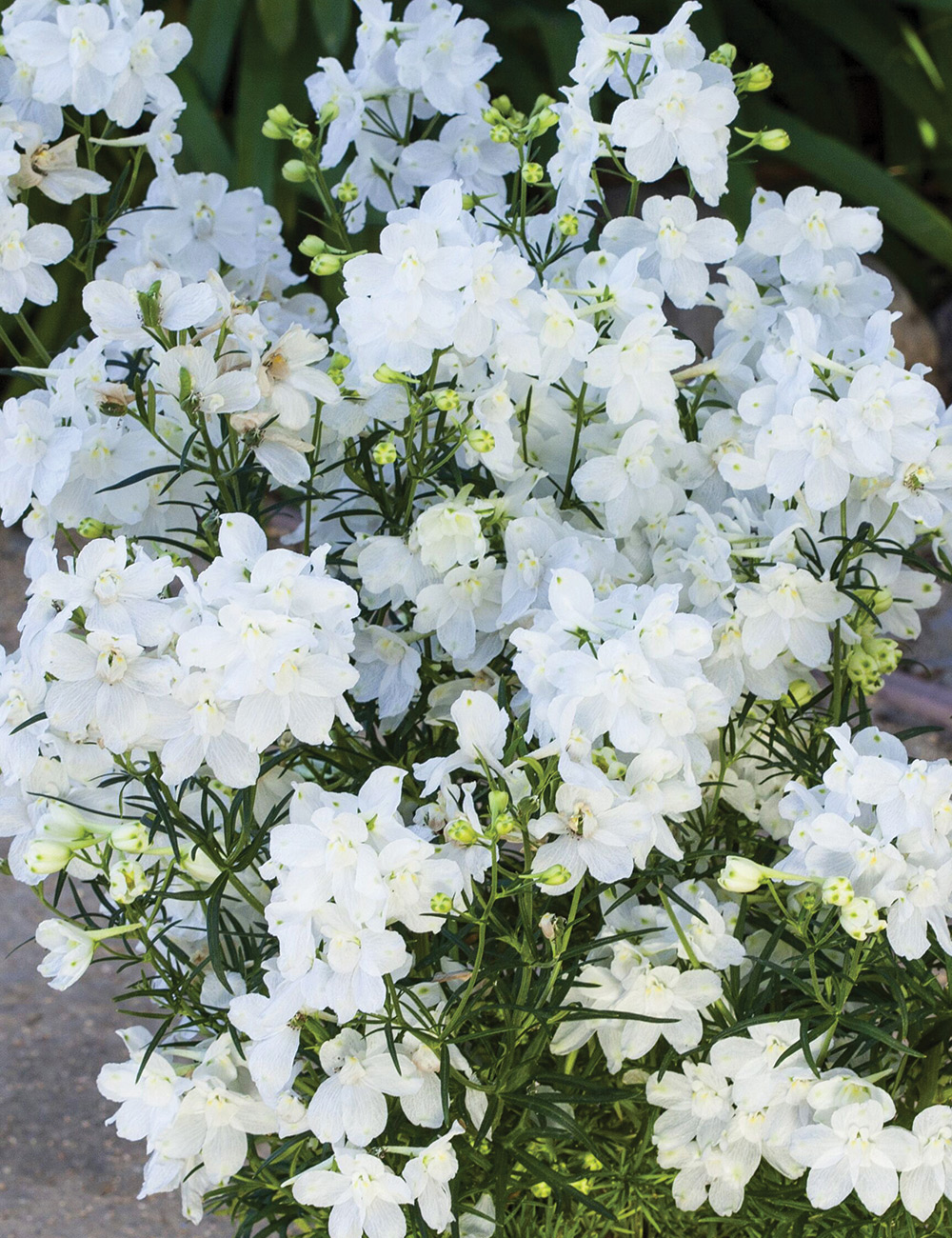 Chinese Delphinium 'Hunky Dory White'