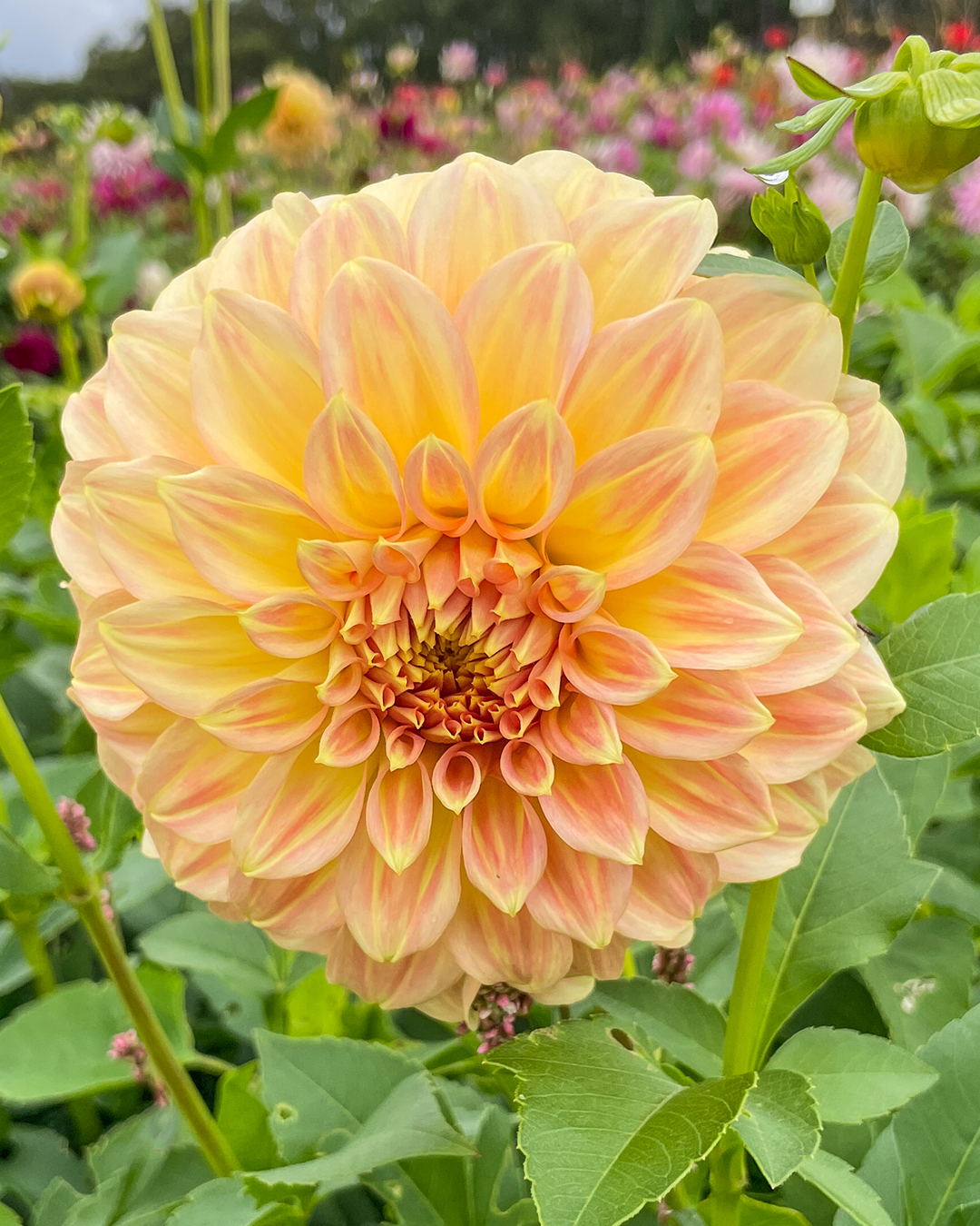 Dahlia 'Bracken Sarah'