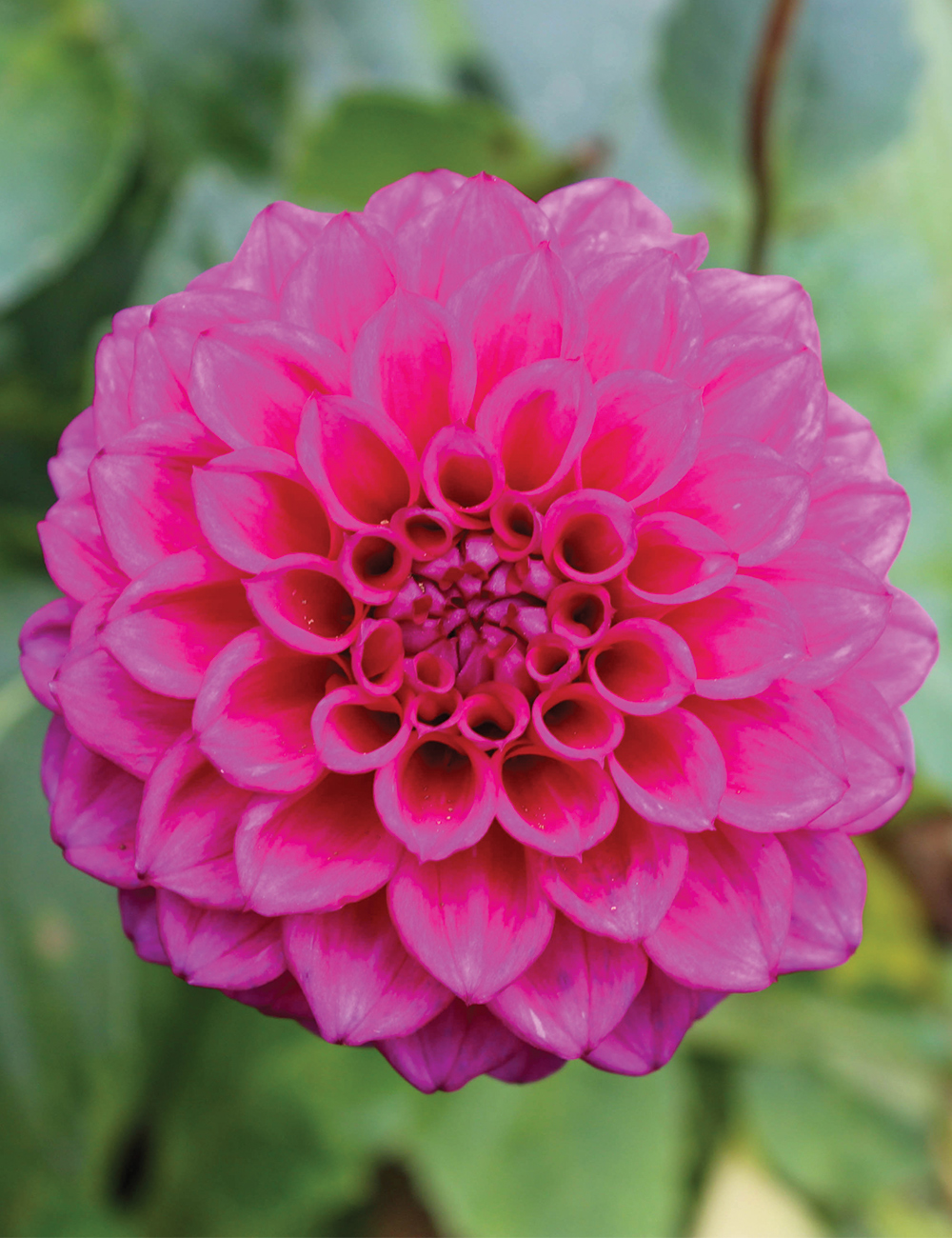 Dahlia 'Chad'