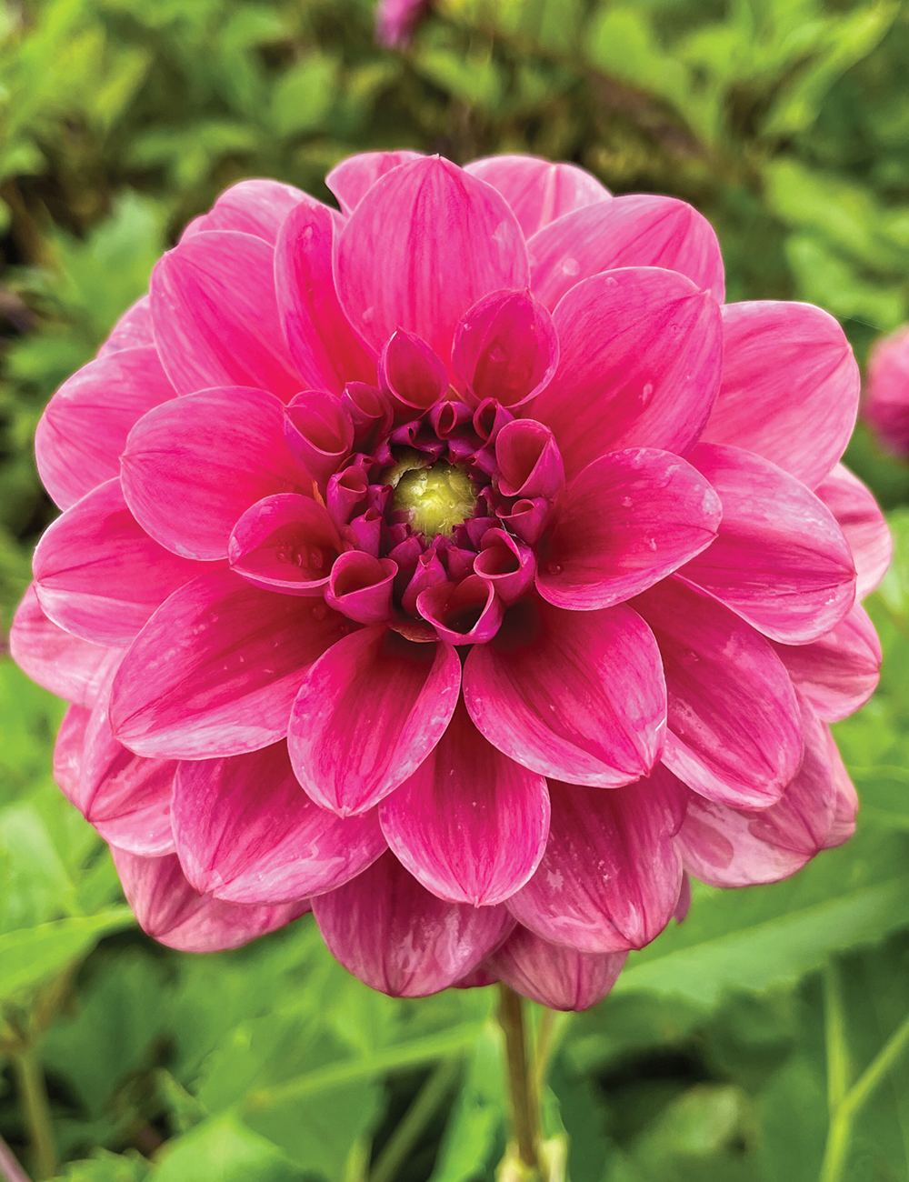 Dahlia 'Dusty Rose'