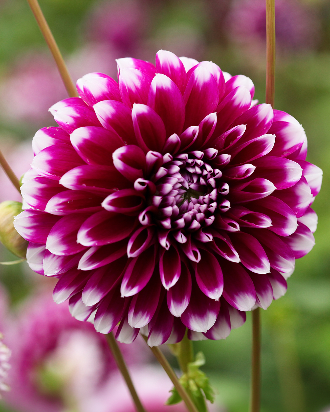 Dahlia 'Edinburgh'