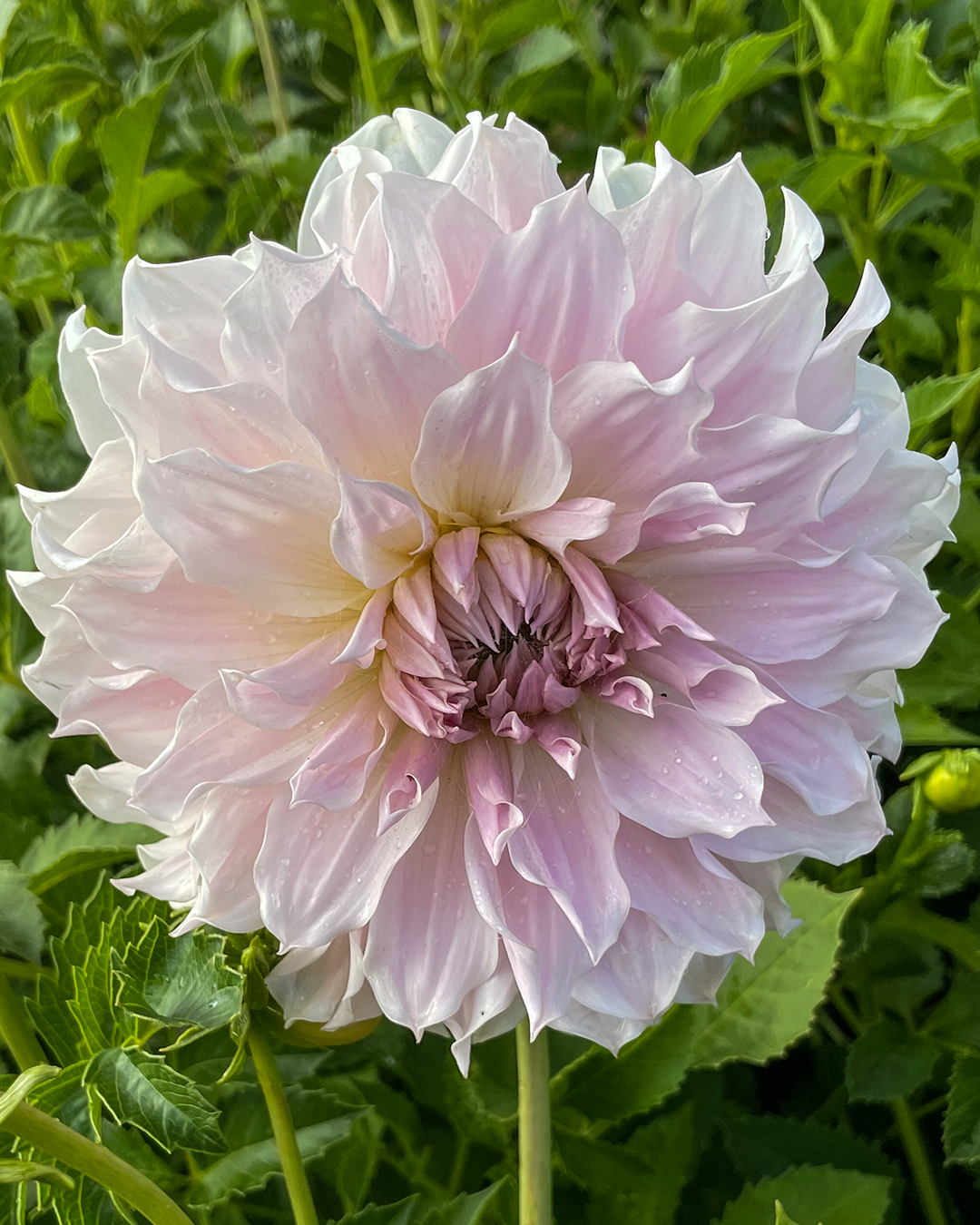 Dahlia Frappe