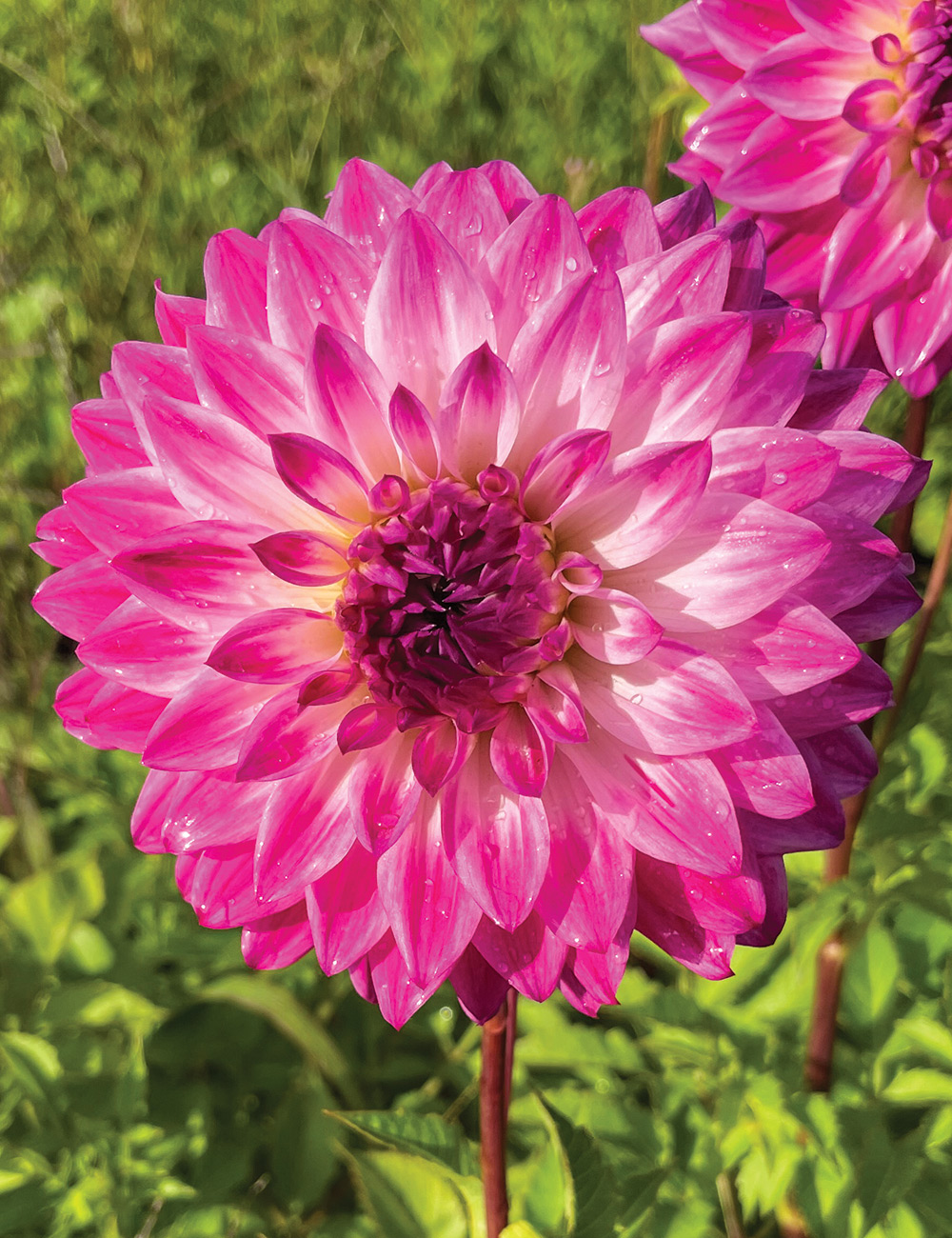 Dahlia 'Glenda'