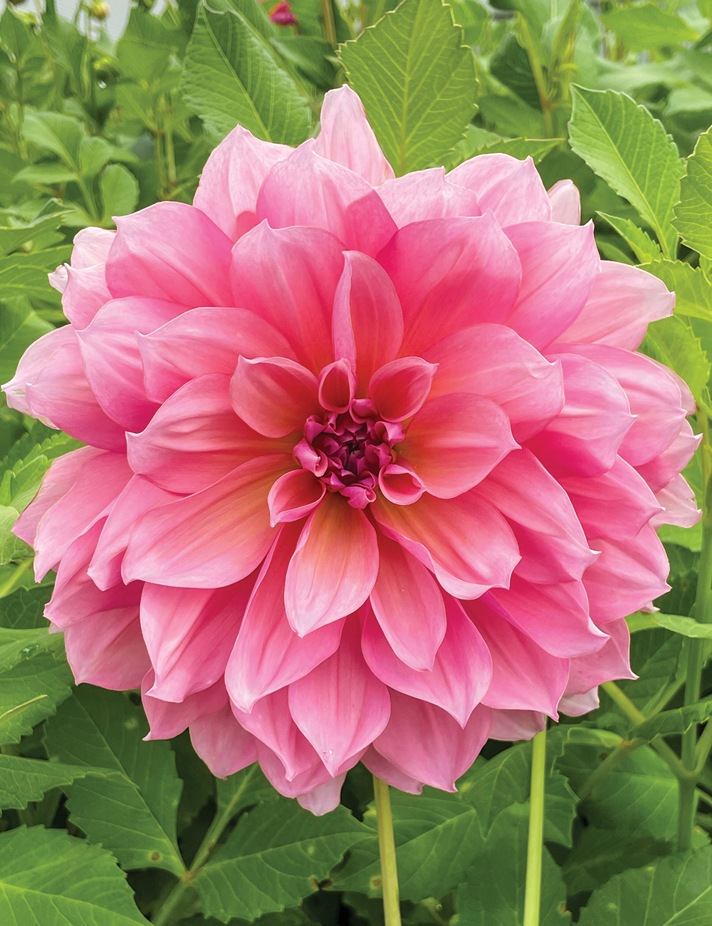 Dahlia 'Happy'