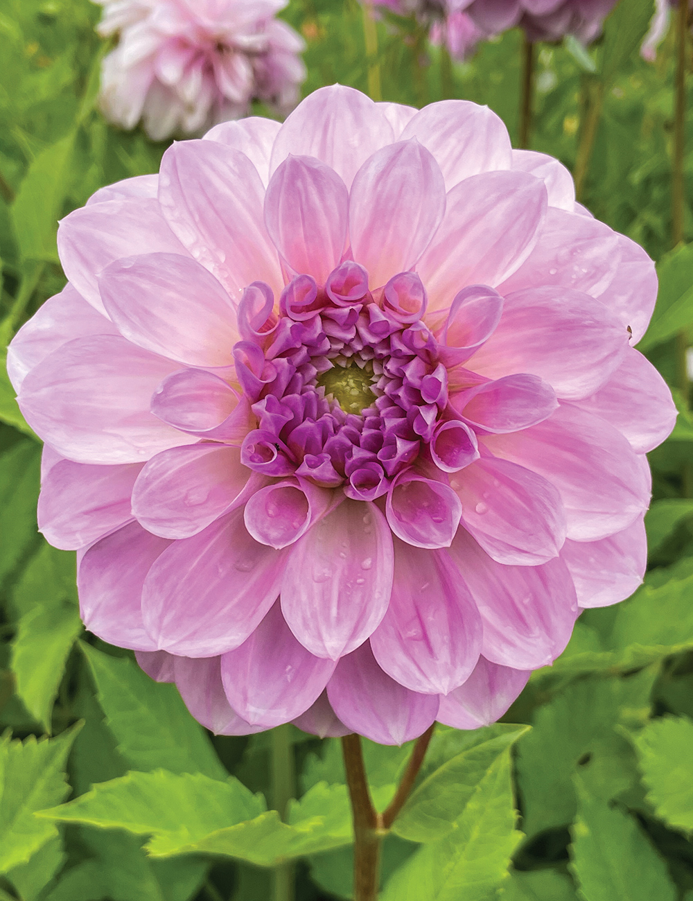 Dahlia 'Lavender Dream'