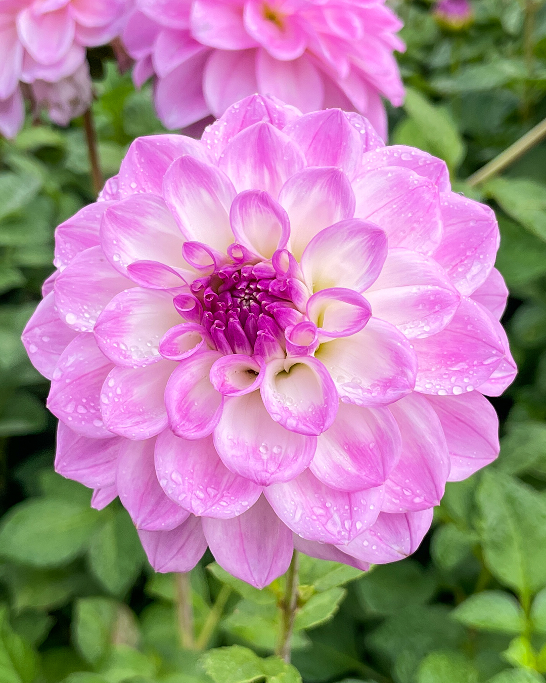 Dahlia 'Little Lady'