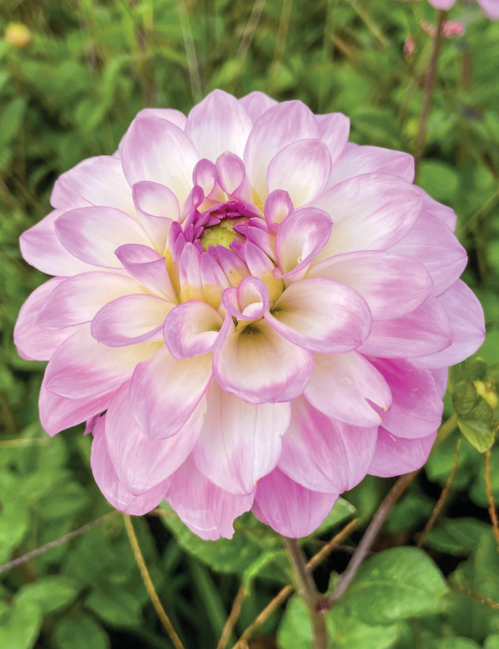 Dahlia 'Little Lady'