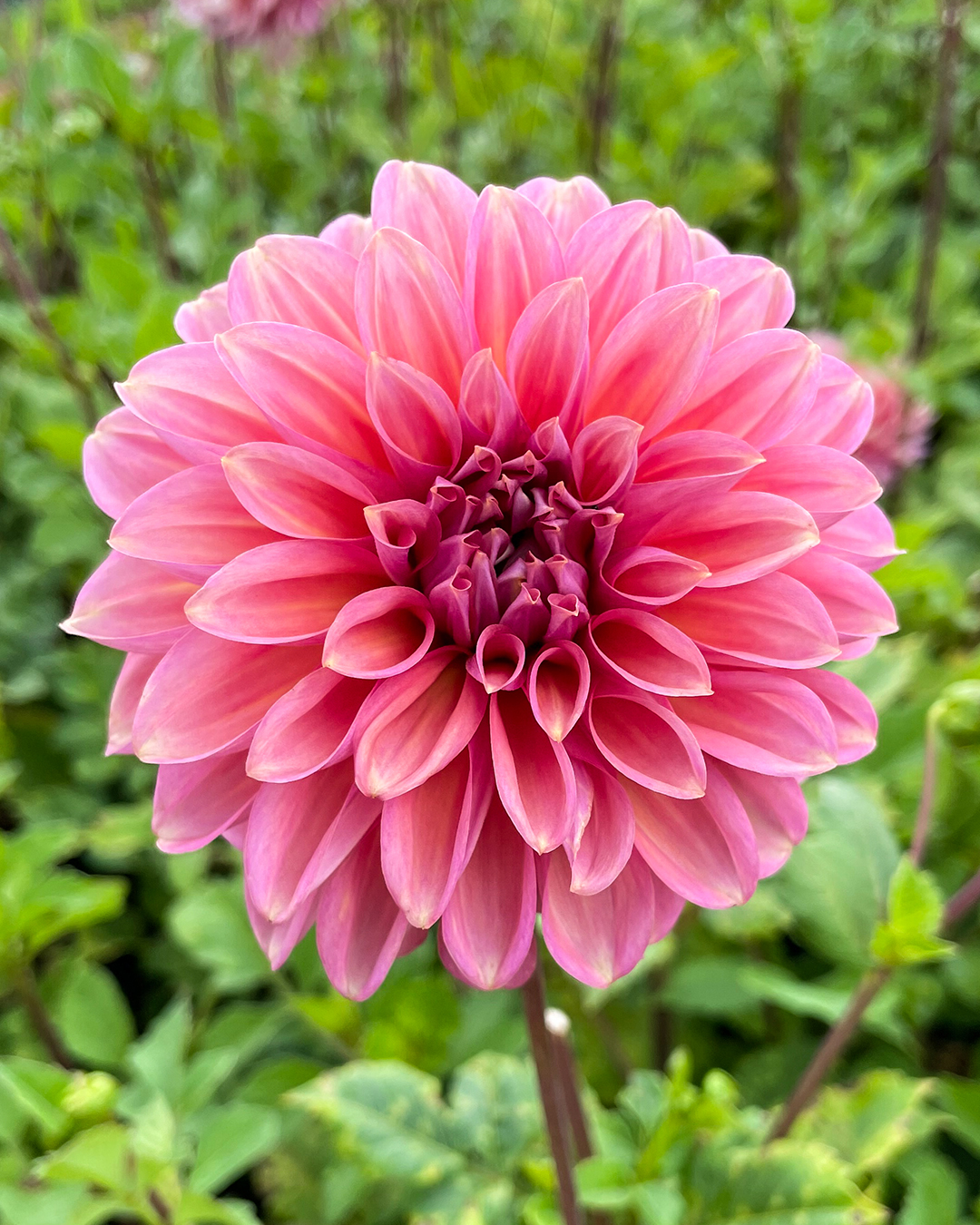 Dahlia 'Mandalay'
