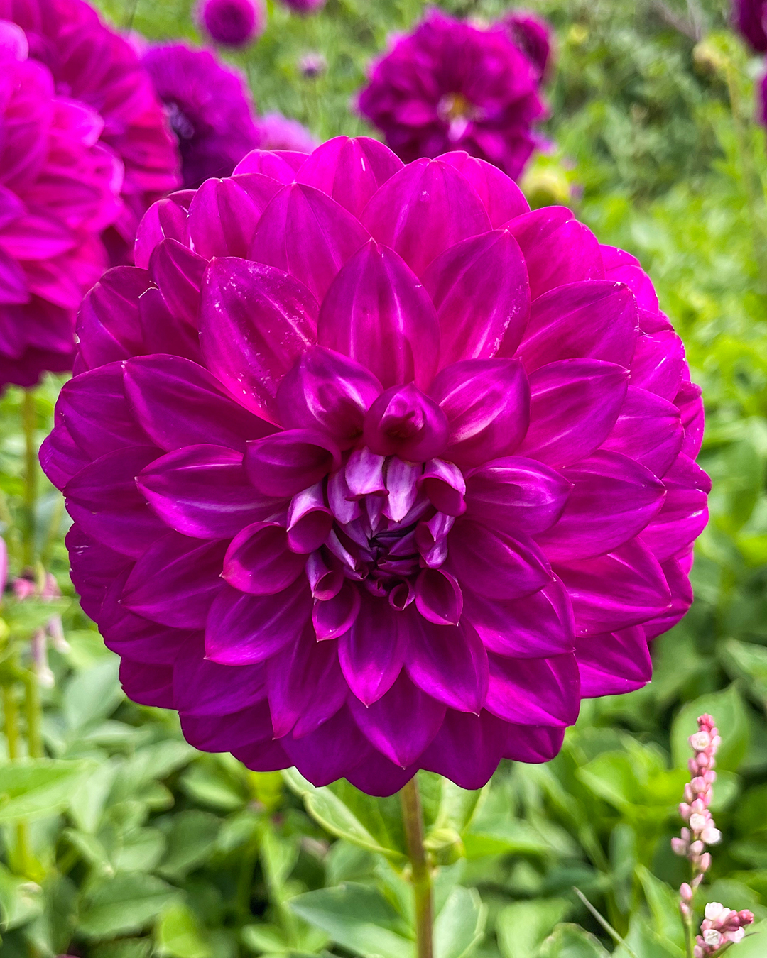 Dahlia 'Purple Jean'