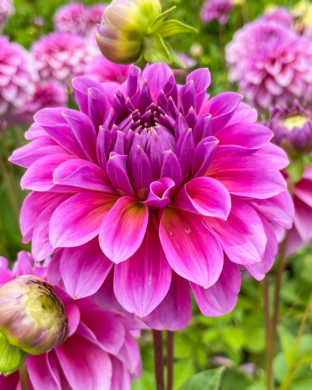 Dahlia 'Pink Wonder'
