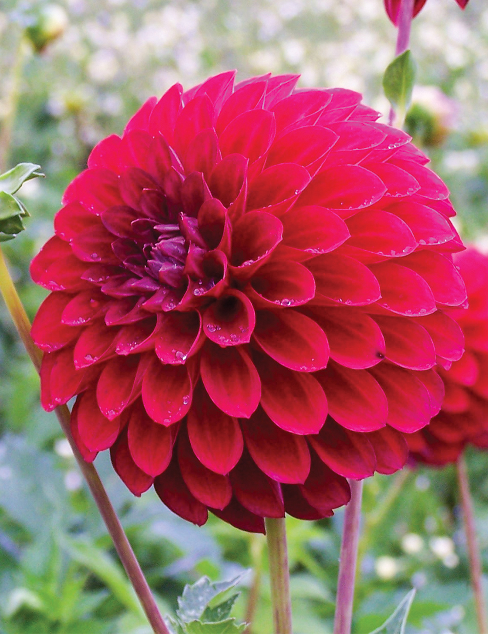 Dahlia 'Red Alert'