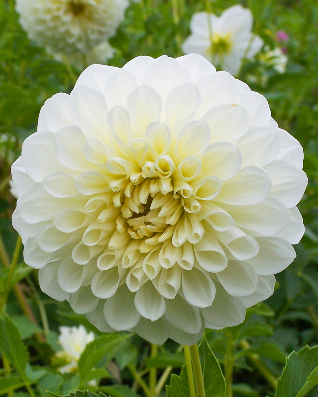 Dahlia Snow Princess