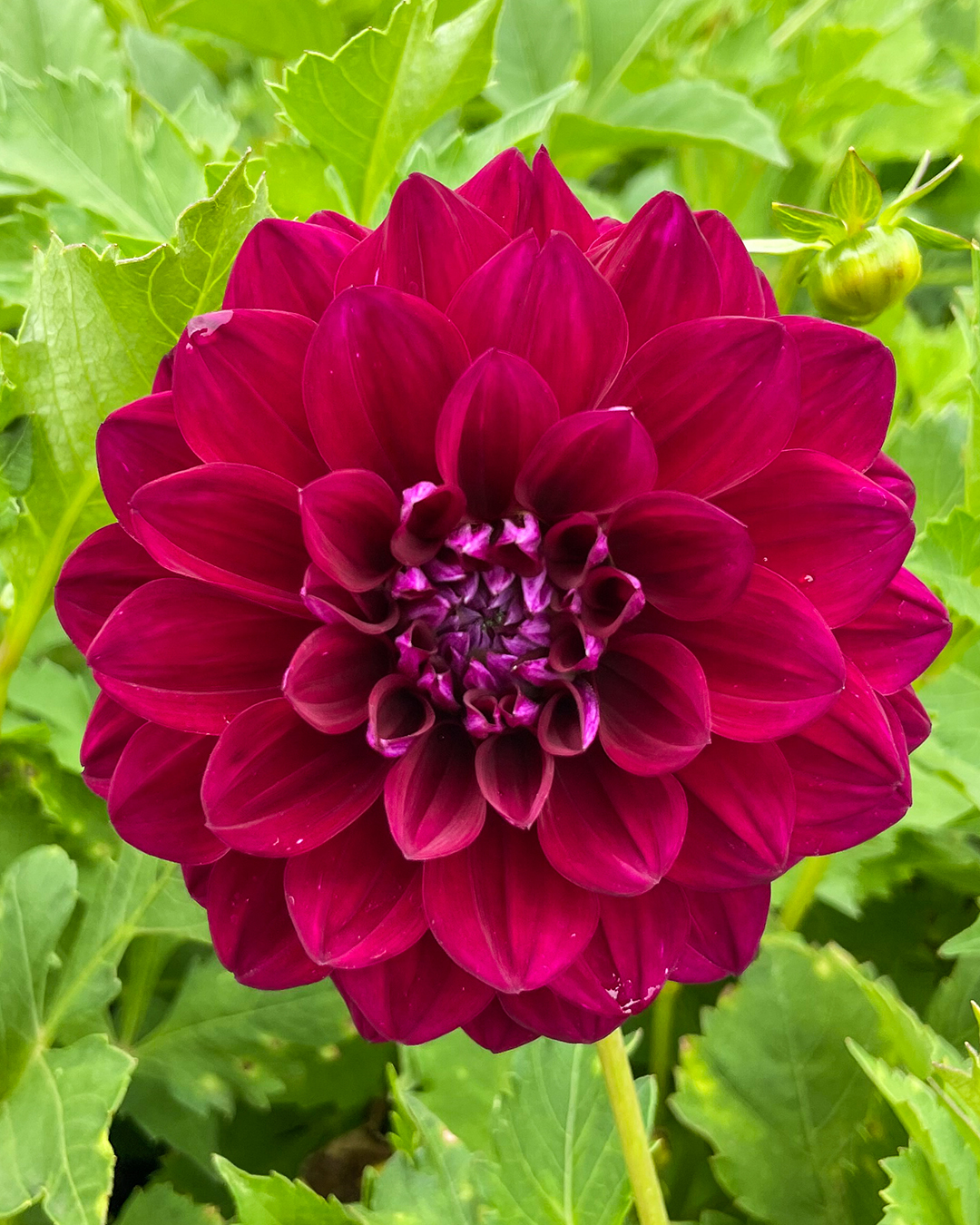 Dahlia 'Venetian'