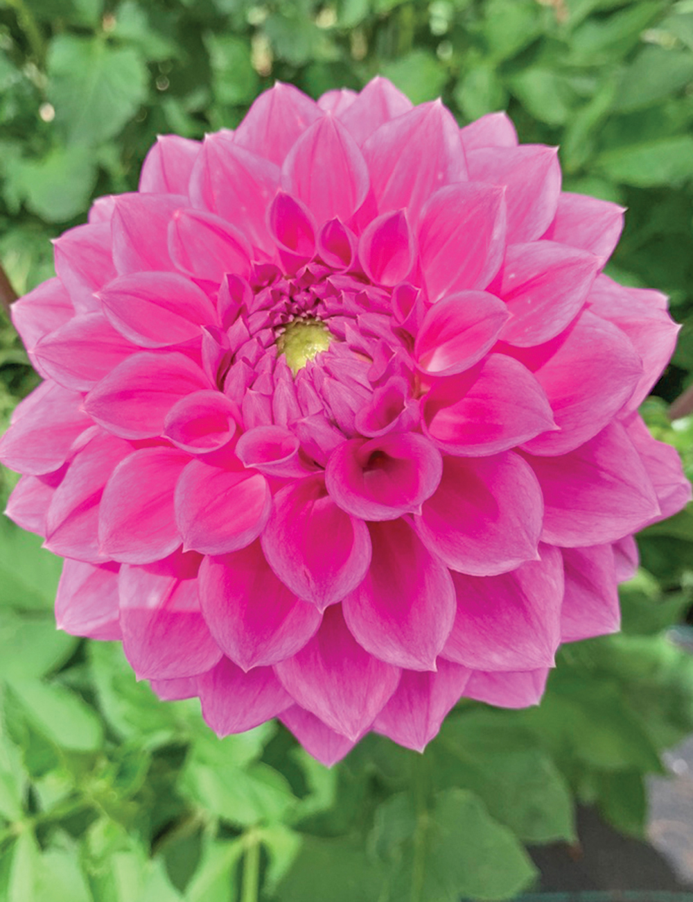 Dahlia 'Winkie Cavalier'