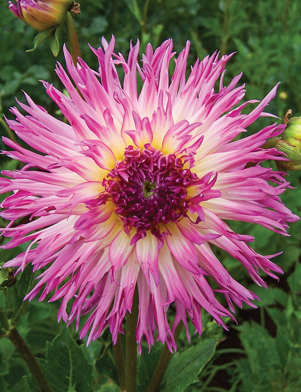 Dahlia 'Aitara Picardy'