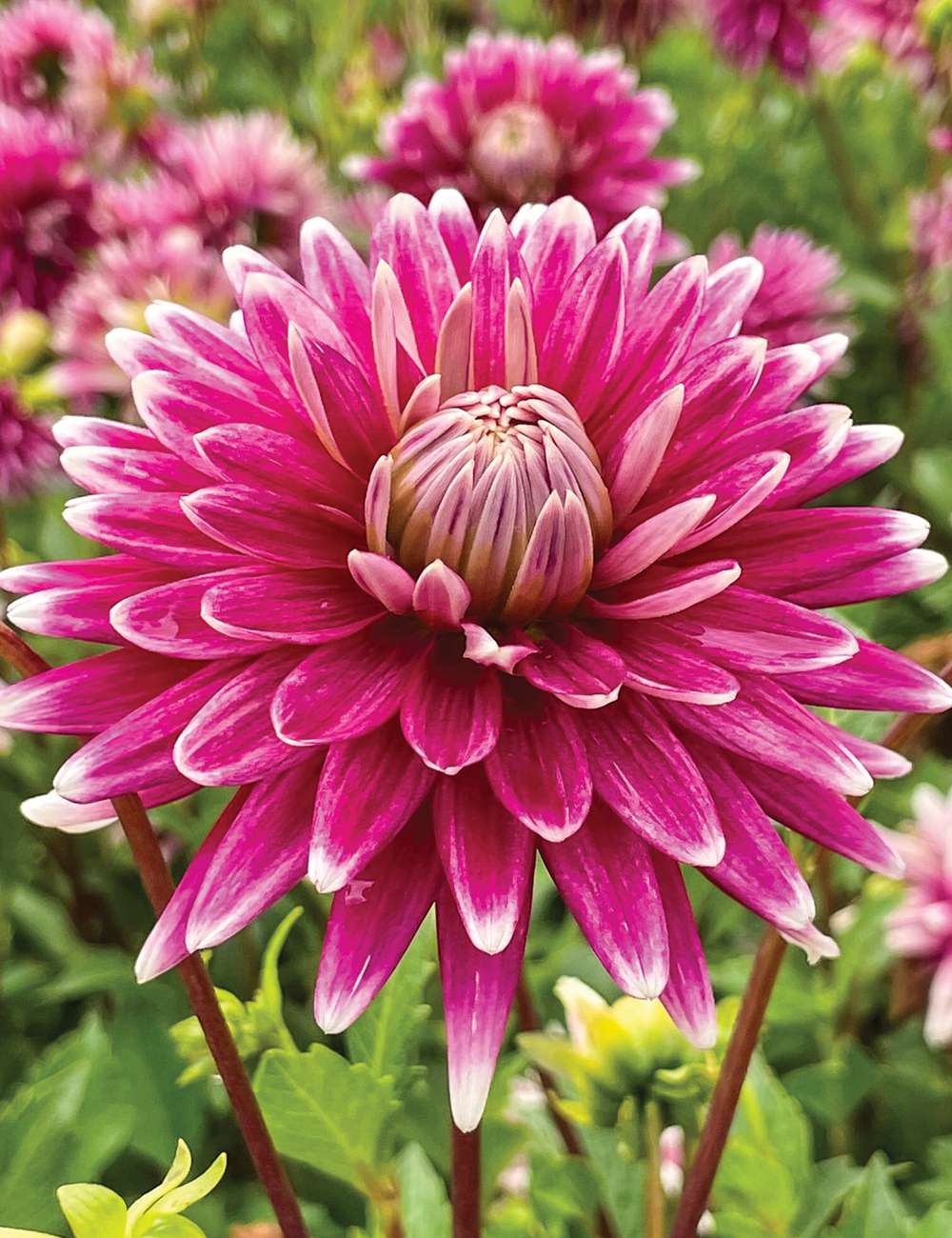 Dahlia 'Fracap'