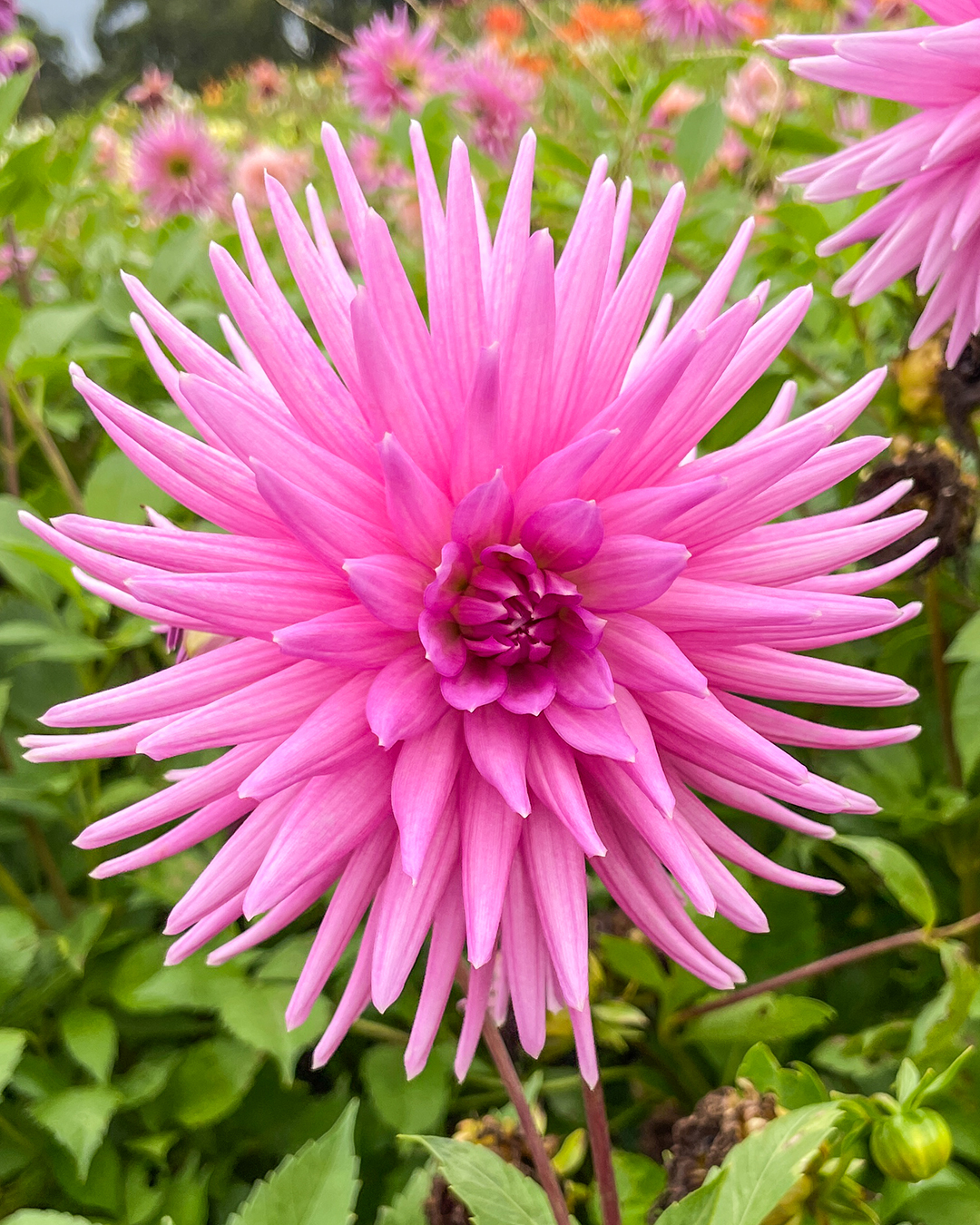 Dahlia 'Lady G'