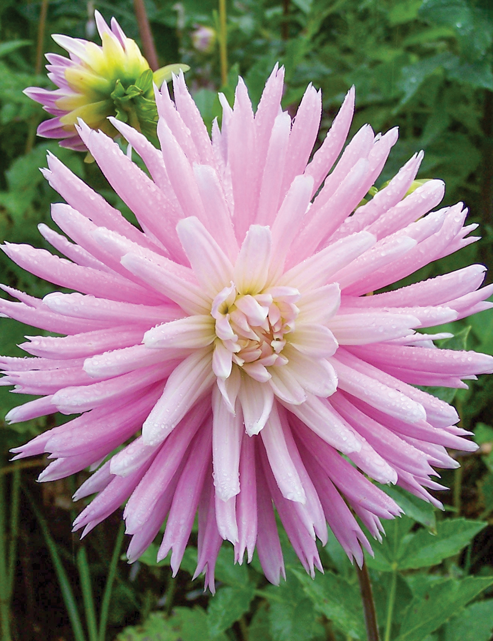 Dahlia 'Versailles'