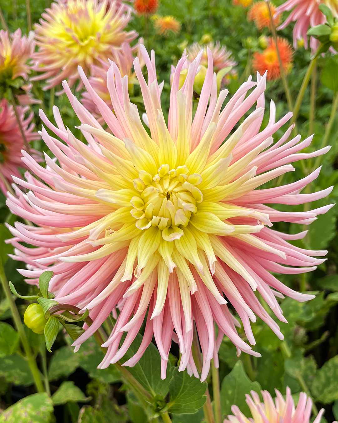Delbard Dahlia 'Villandry'
