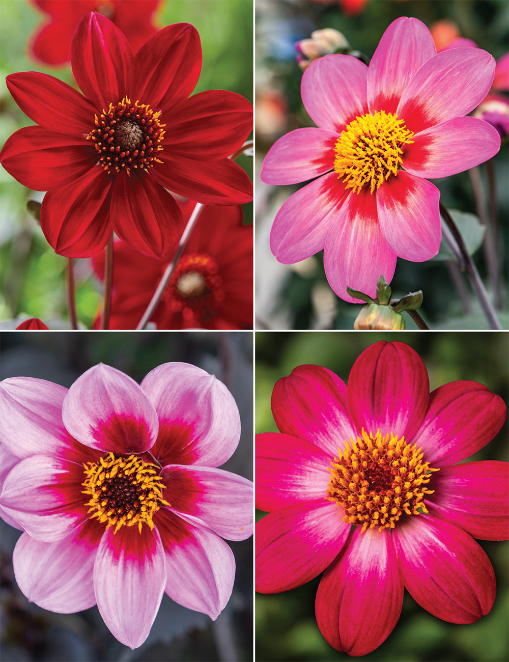 Foliage Dahlias Collection