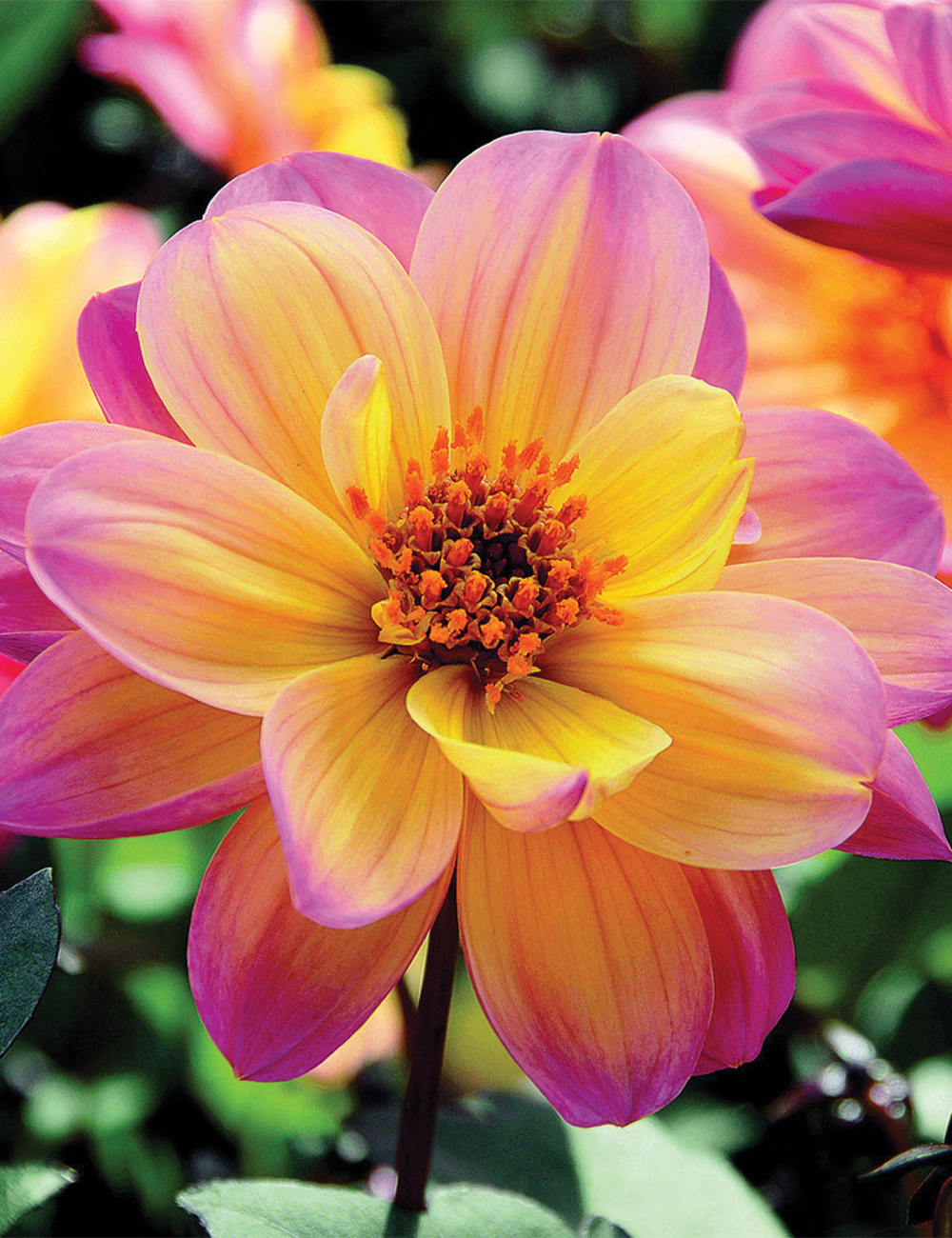 Dahlia 'Dreamy Fantasy'
