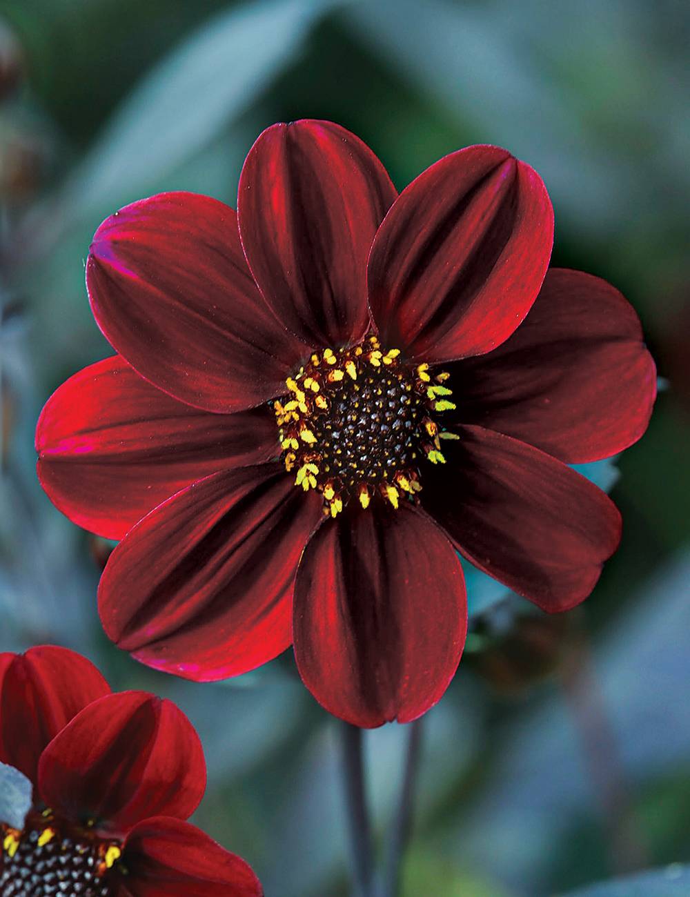 Dahlia 'Dreamy Hot Chocolate'
