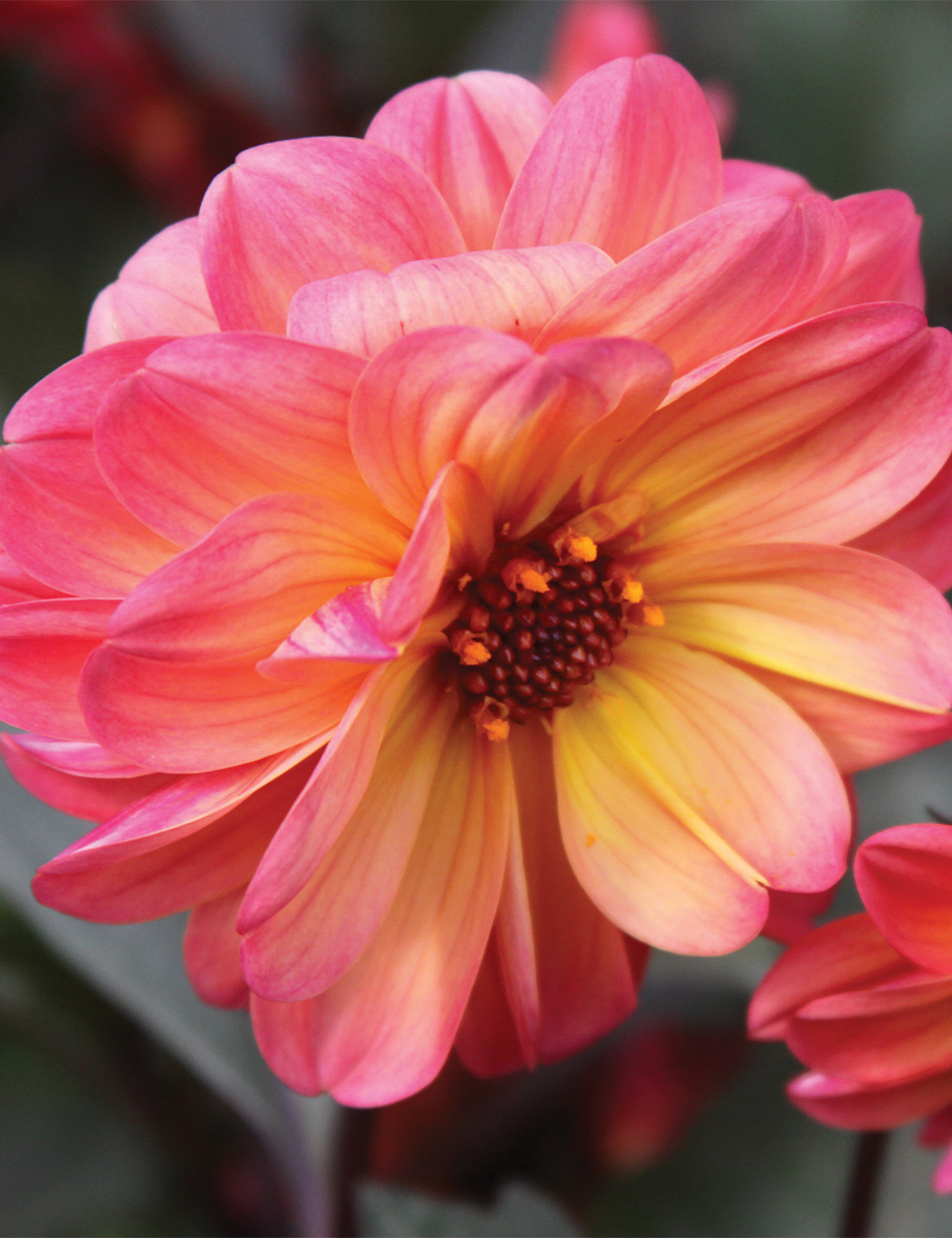 Dahlia 'Dreamy Inspire'