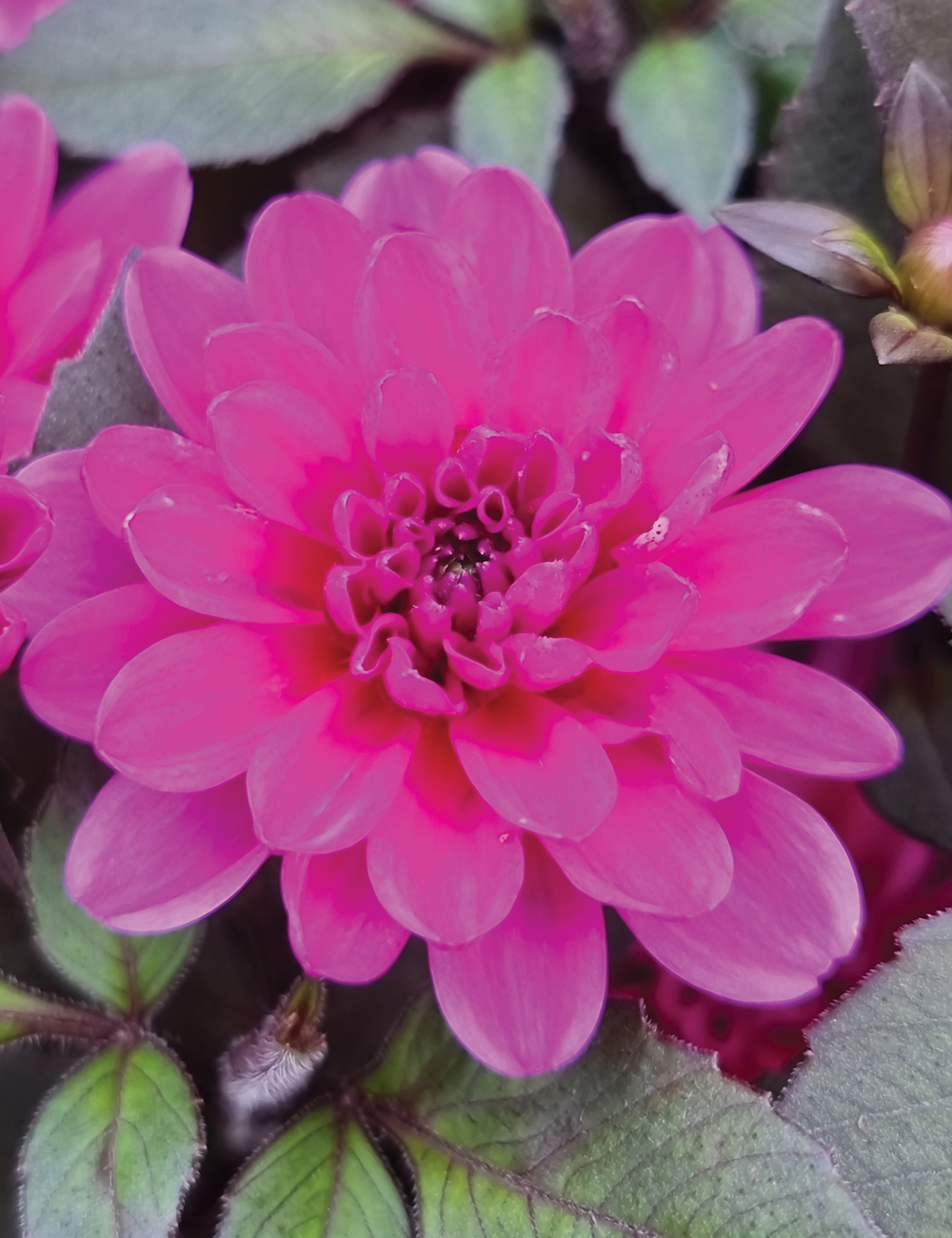Dahlia 'Dreamy Lilac'