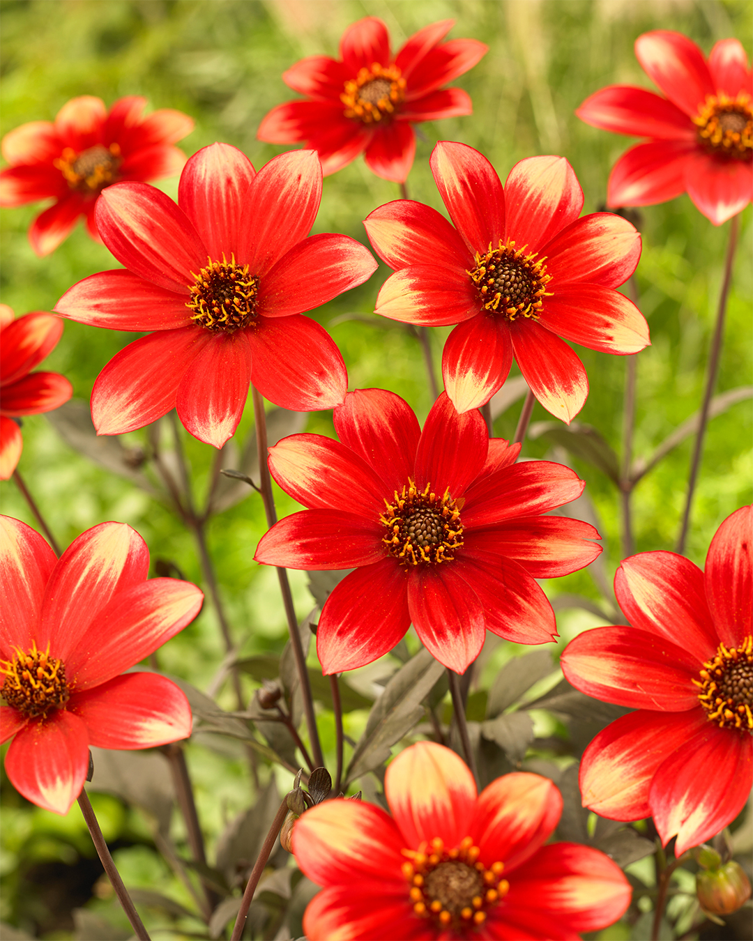 Dahlia Dahlegria 'Orange Yellow Tips'
