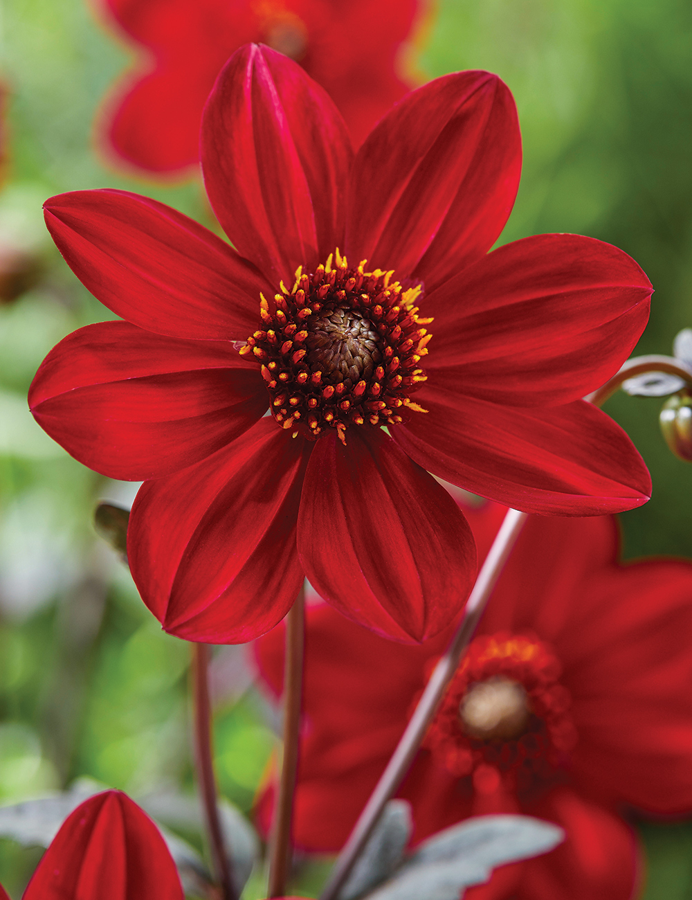 Dahlia Dahlegria 'Red'